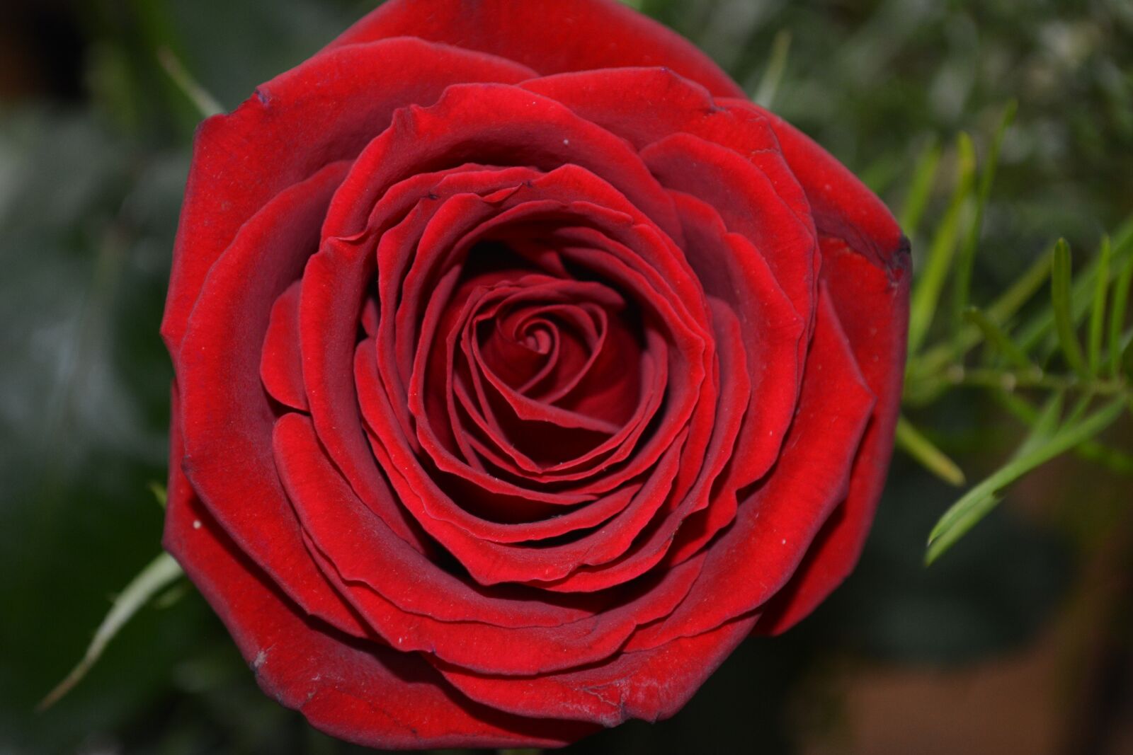 Nikon D5200 sample photo. Rosa, flower, love photography