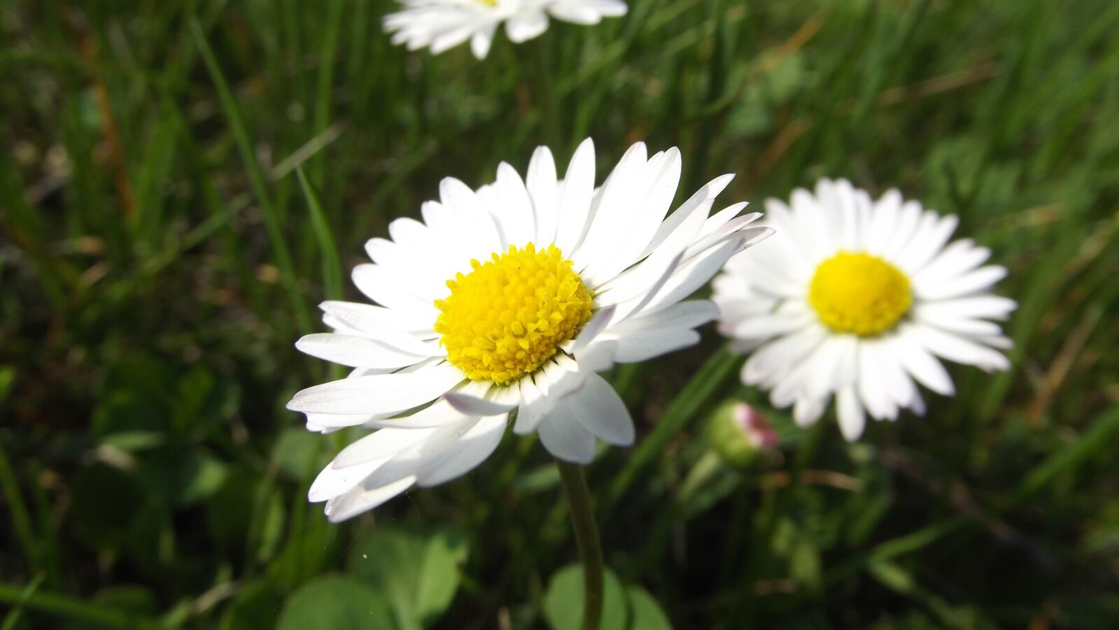 FujiFilm FinePix S2950 (FinePix S2990) sample photo. Daisy, flowers, summer photography