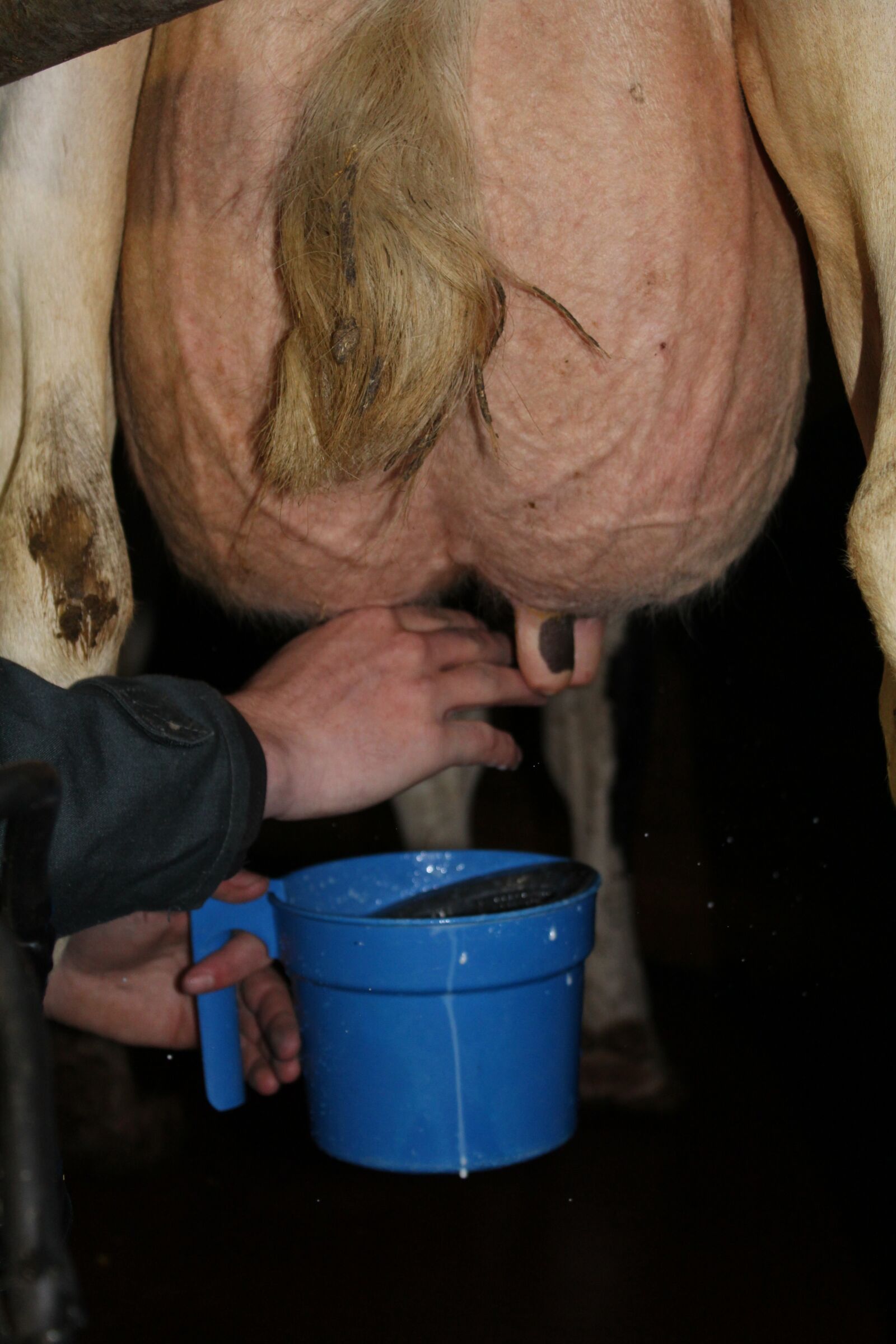 Canon EOS 1200D (EOS Rebel T5 / EOS Kiss X70 / EOS Hi) sample photo. Treaty, udder, livestock photography