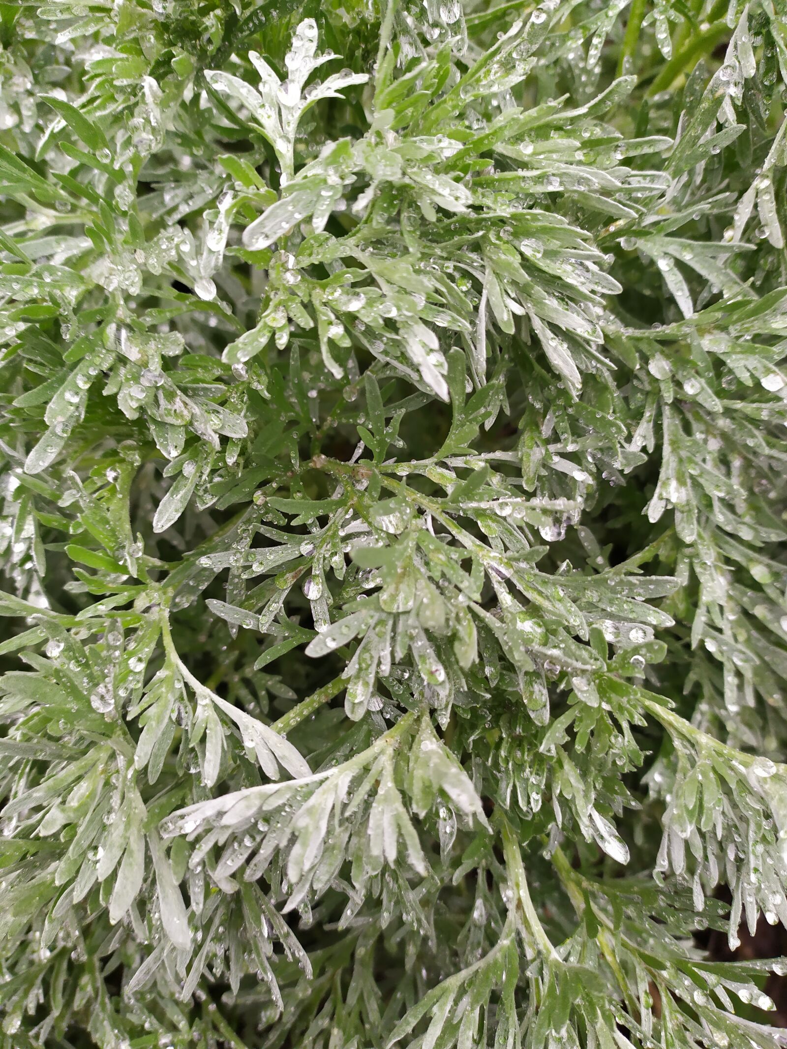Xiaomi Redmi Note 7 sample photo. Sagebrush, spring, rain photography