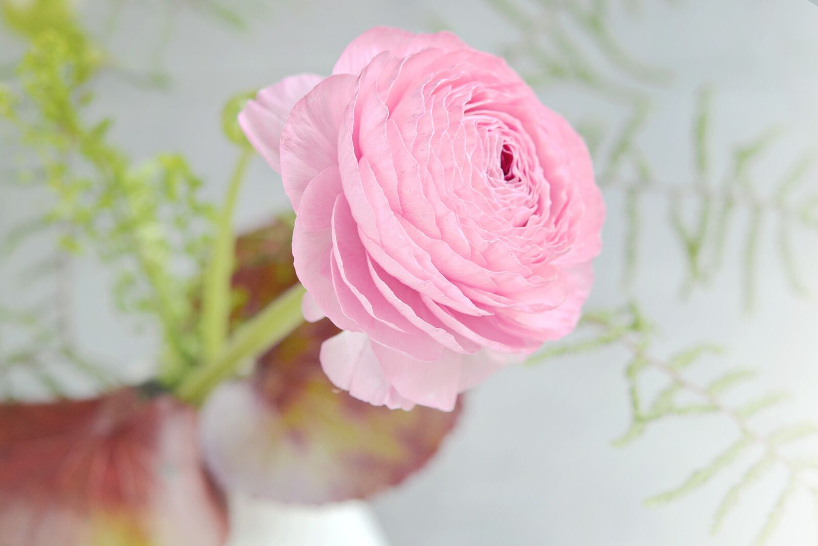 Nikon D7100 sample photo. Ranunculus, flower, pink photography