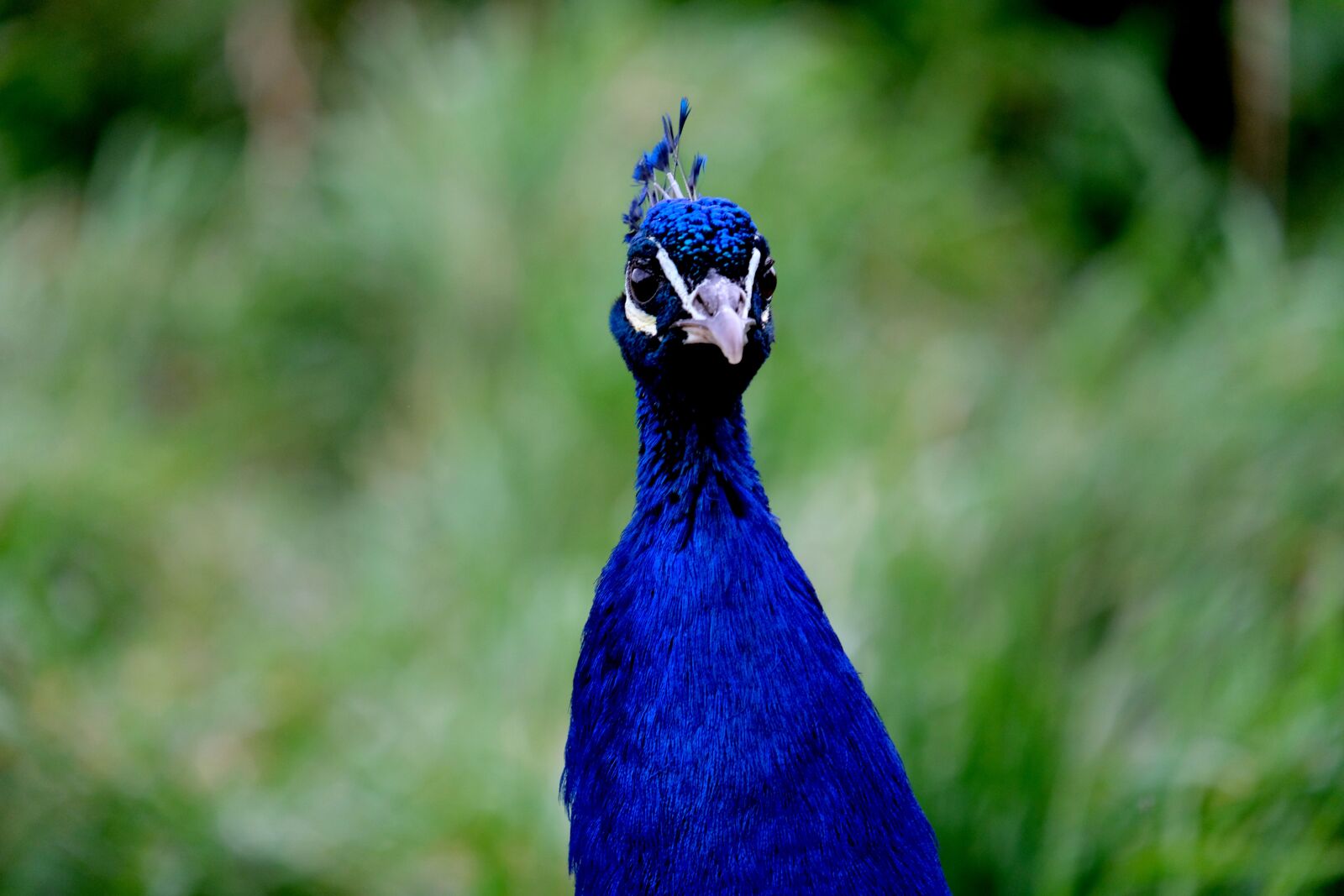 Fujifilm X-T20 sample photo. Peacock, peacock head, bird photography