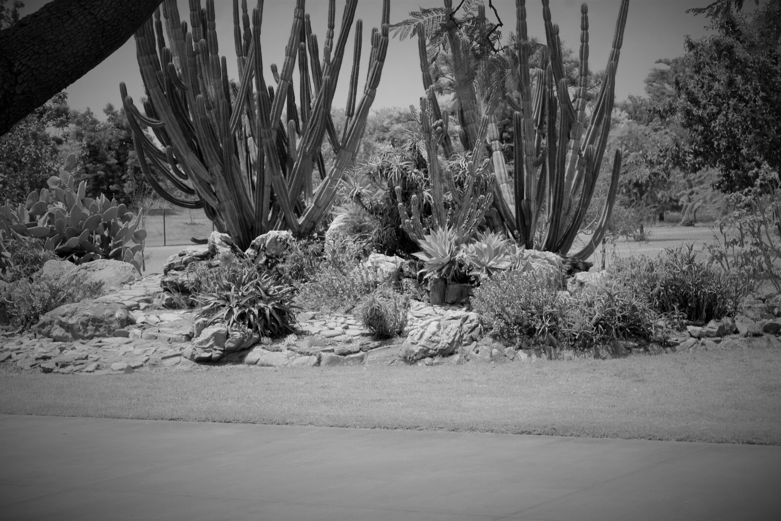 Canon EOS 1300D (EOS Rebel T6 / EOS Kiss X80) sample photo. Rocky, garden, nature photography