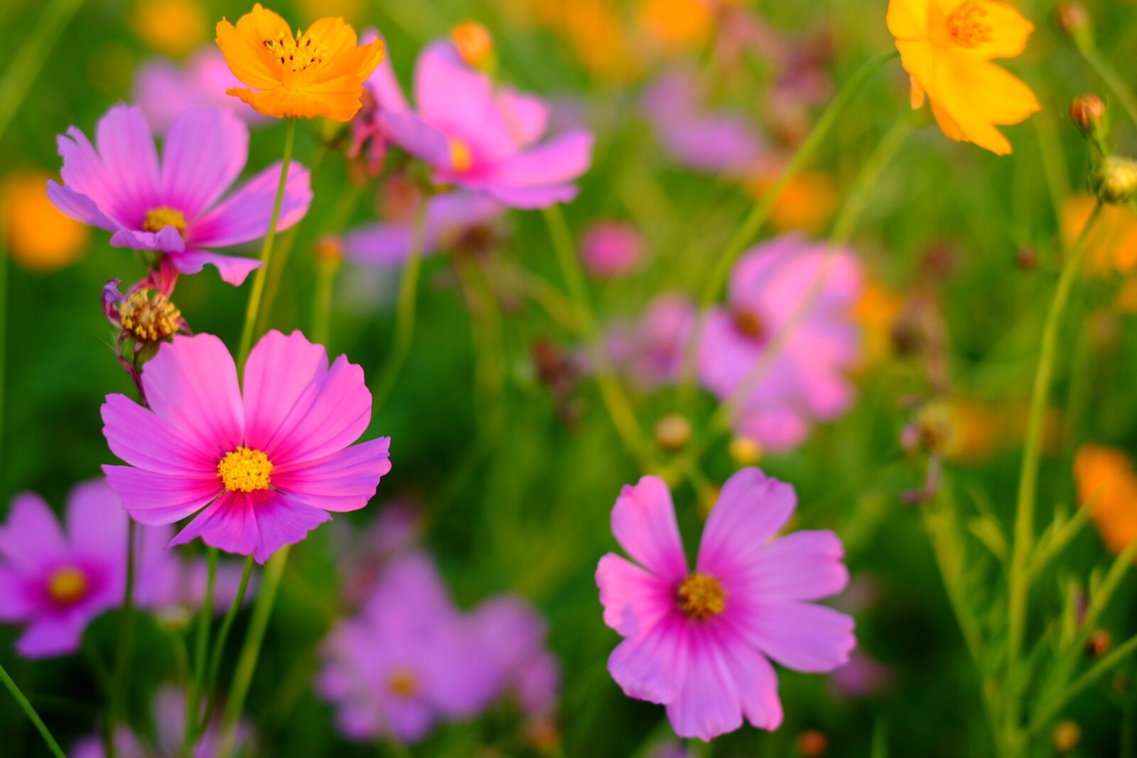Fujifilm X-T10 + Fujifilm XF 35mm F1.4 R sample photo. Flower, cosmos, fresh photography