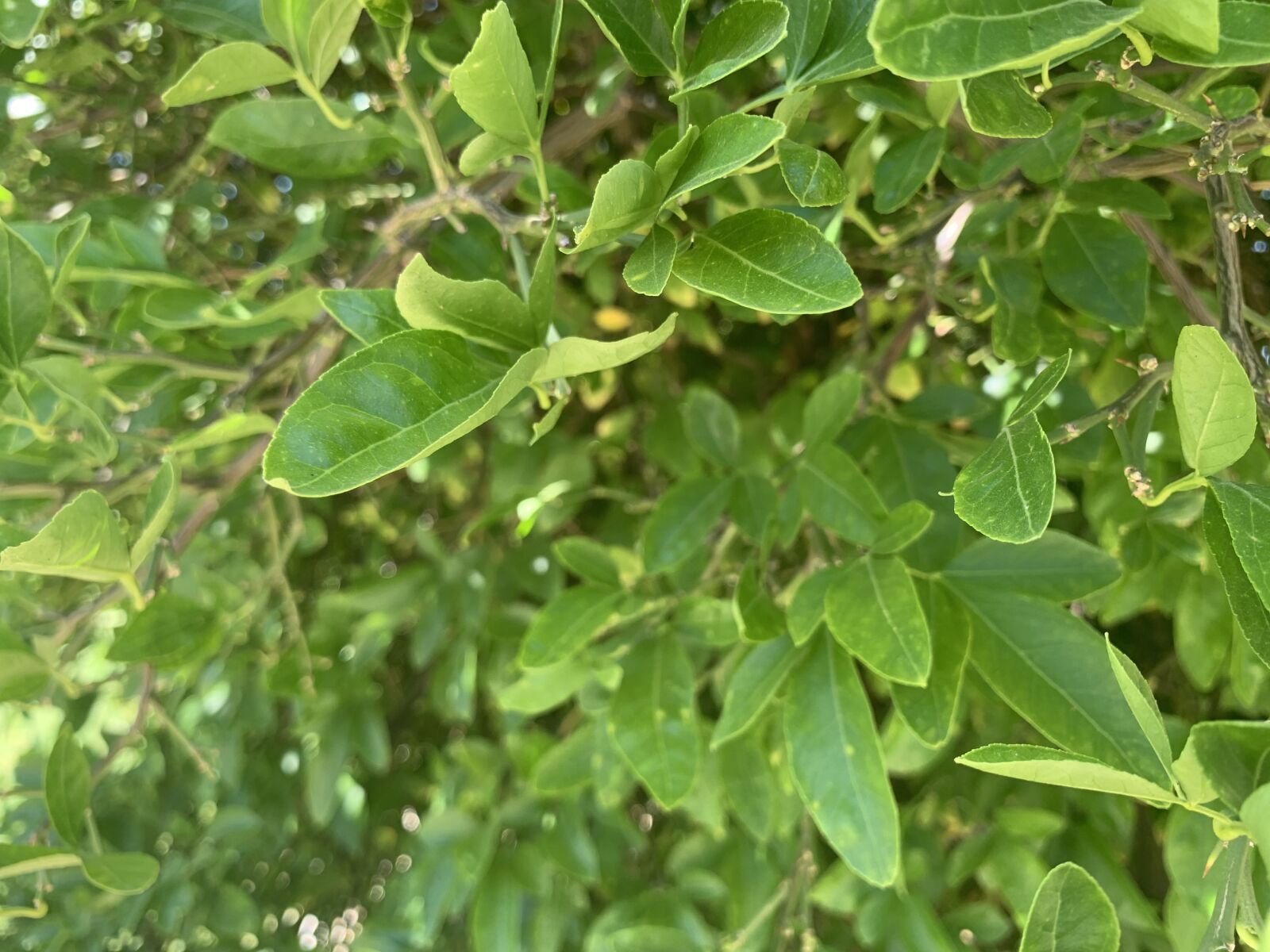Apple iPhone XR sample photo. Plant, bush, bushes photography