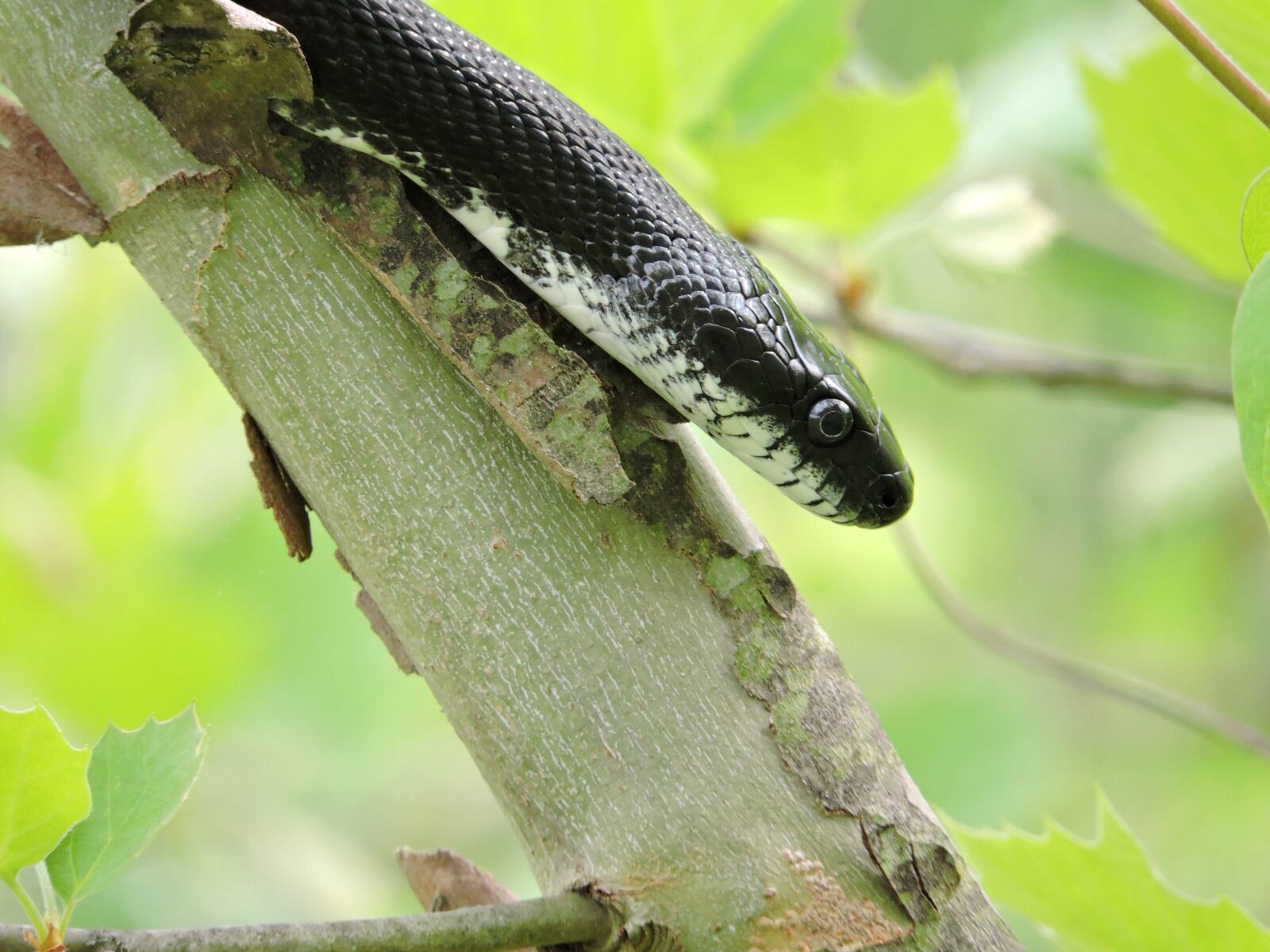 Nikon Coolpix P600 sample photo. Black, rat, snake, tree photography