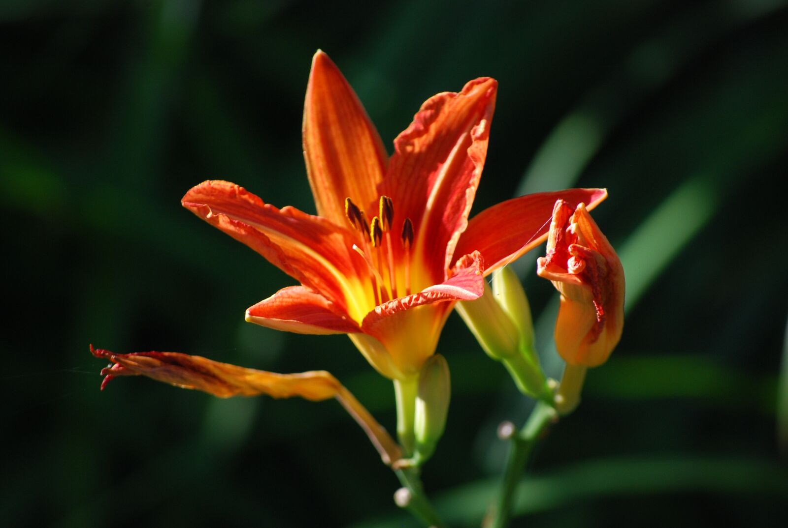 Nikon D40X sample photo. Lily, flower, orange photography