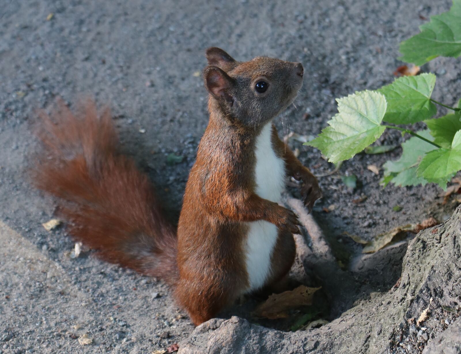 Canon EOS 750D (EOS Rebel T6i / EOS Kiss X8i) sample photo. Squirrel, animal, nature photography