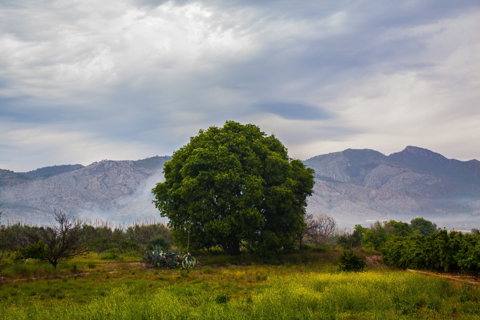 Canon EOS 450D (EOS Rebel XSi / EOS Kiss X2) sample photo. Tree, field, landscape photography