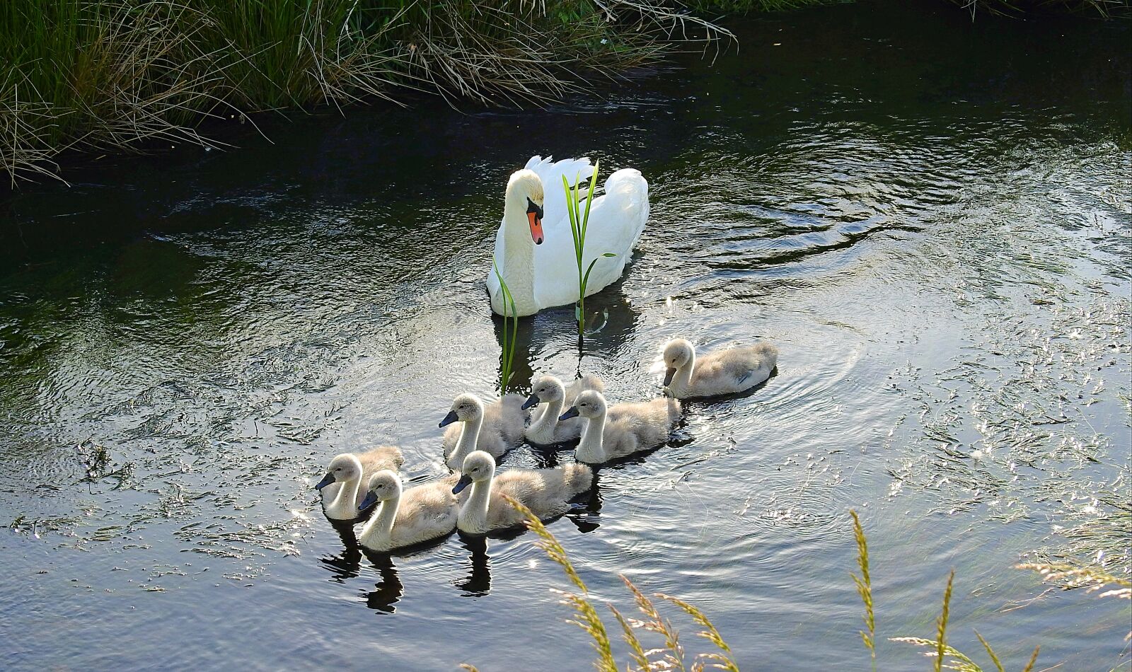 Nikon Coolpix P900 sample photo. Swans, family, river photography