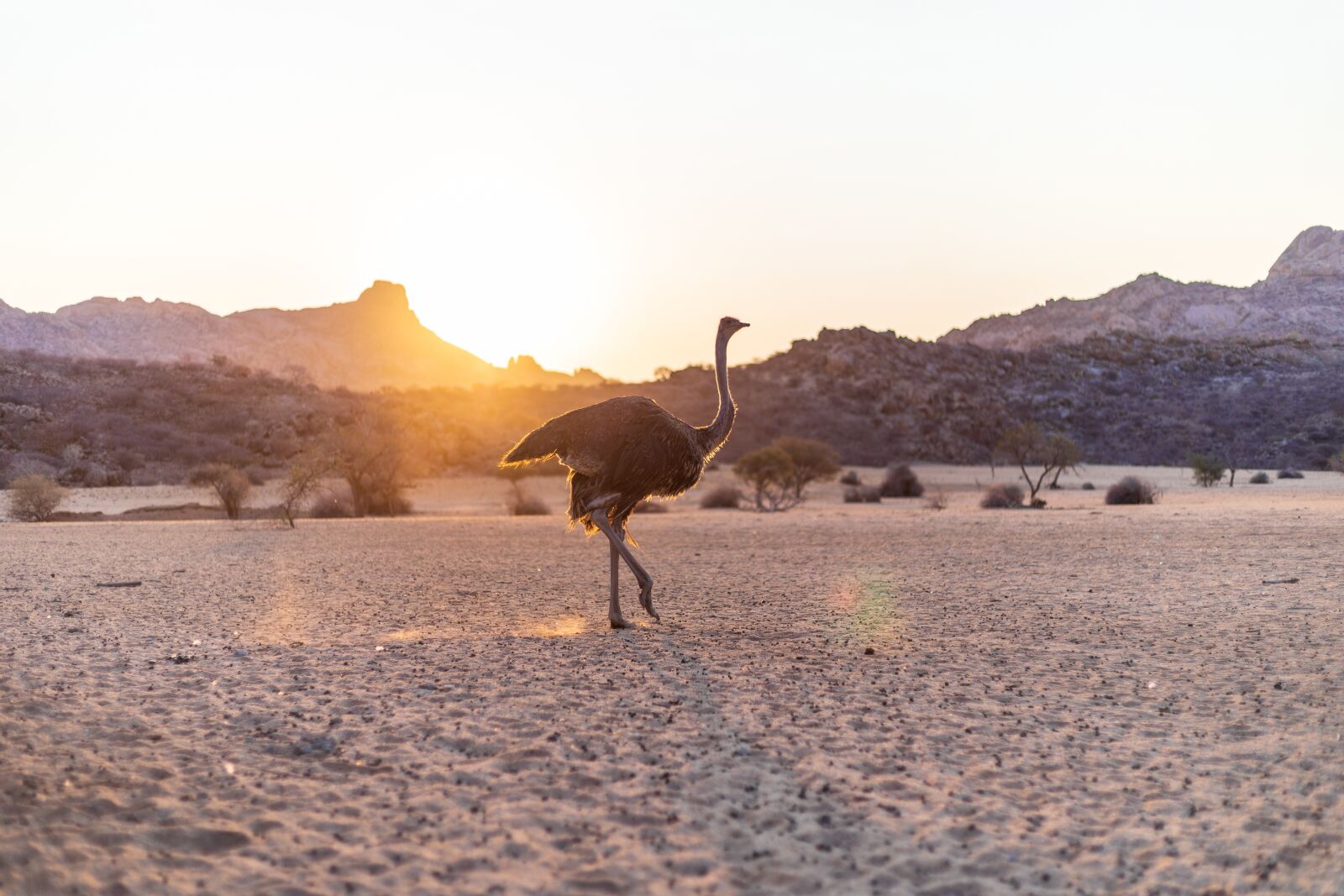 Canon EF 50mm F1.8 STM sample photo. Strauss, bird bouquet, sunset photography