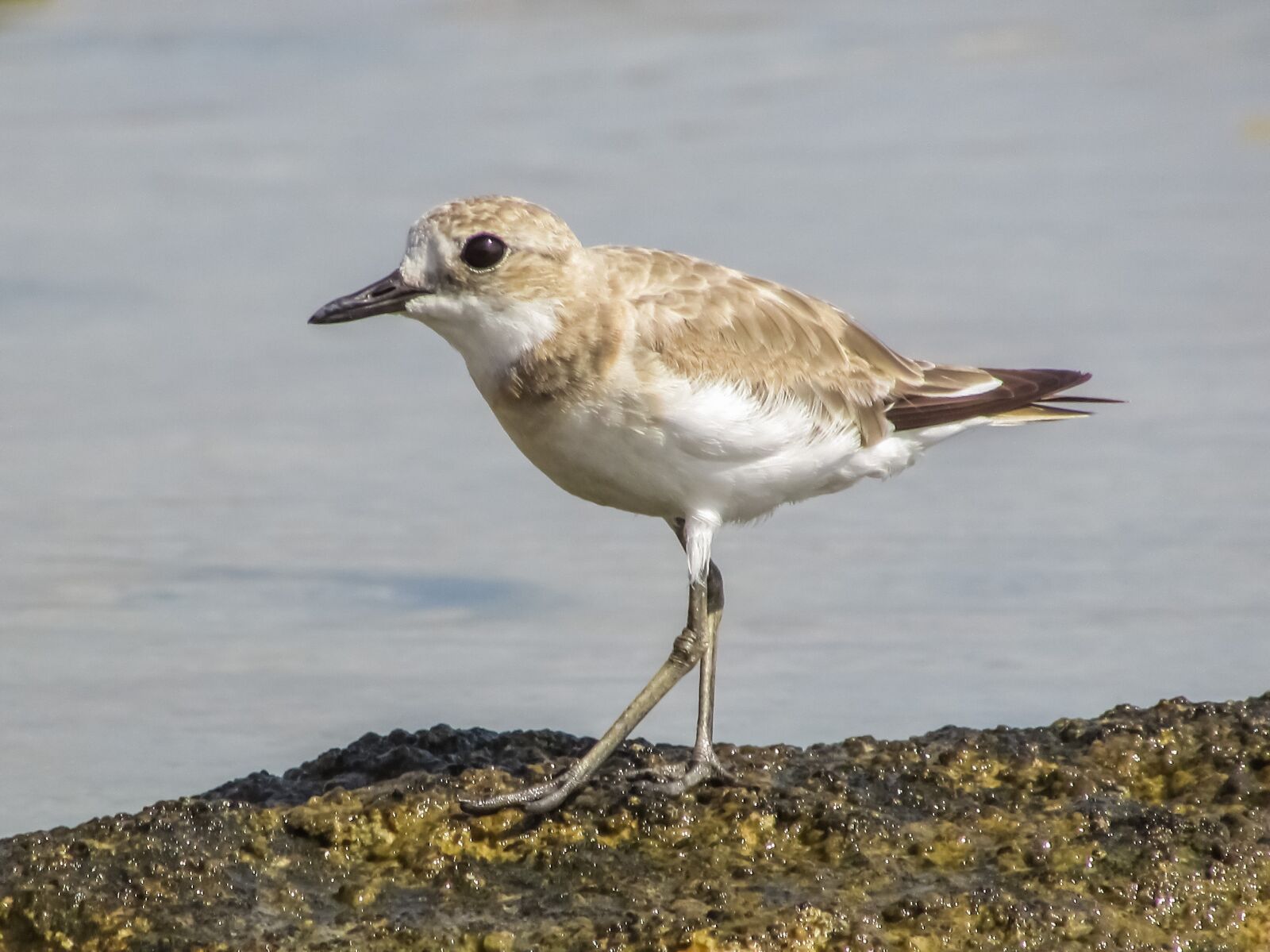 Canon PowerShot SX400 IS sample photo. Stint, grey, seabird photography