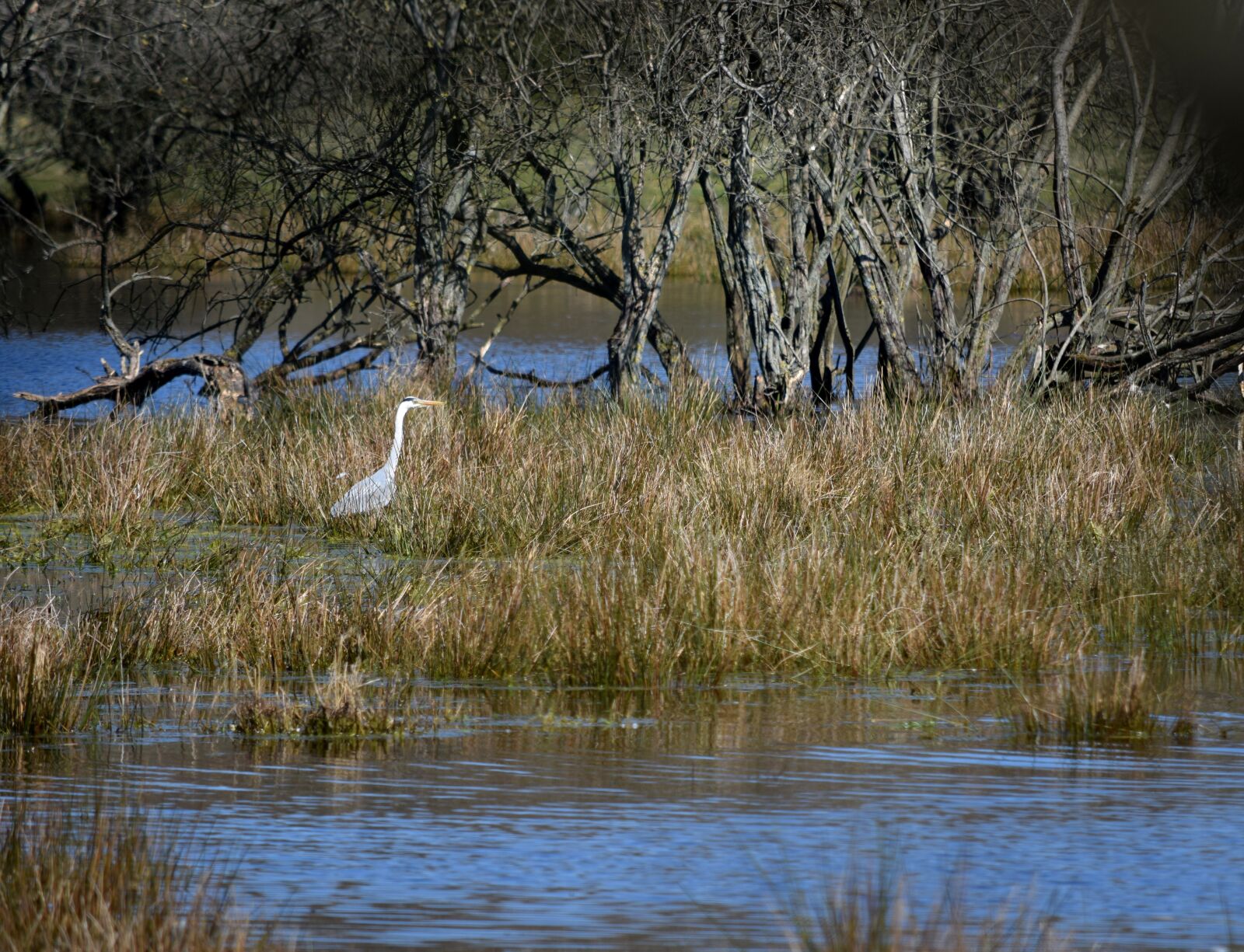 Nikon D5300 sample photo. Heron, bird, plumage photography
