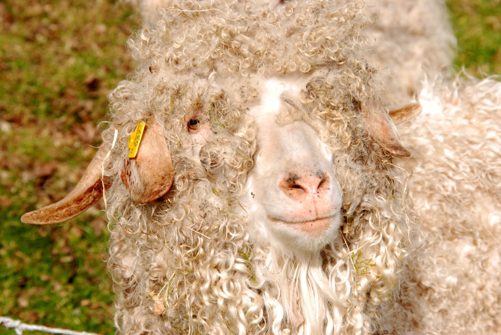 Nikon D80 sample photo. Sheep, wool, curls photography