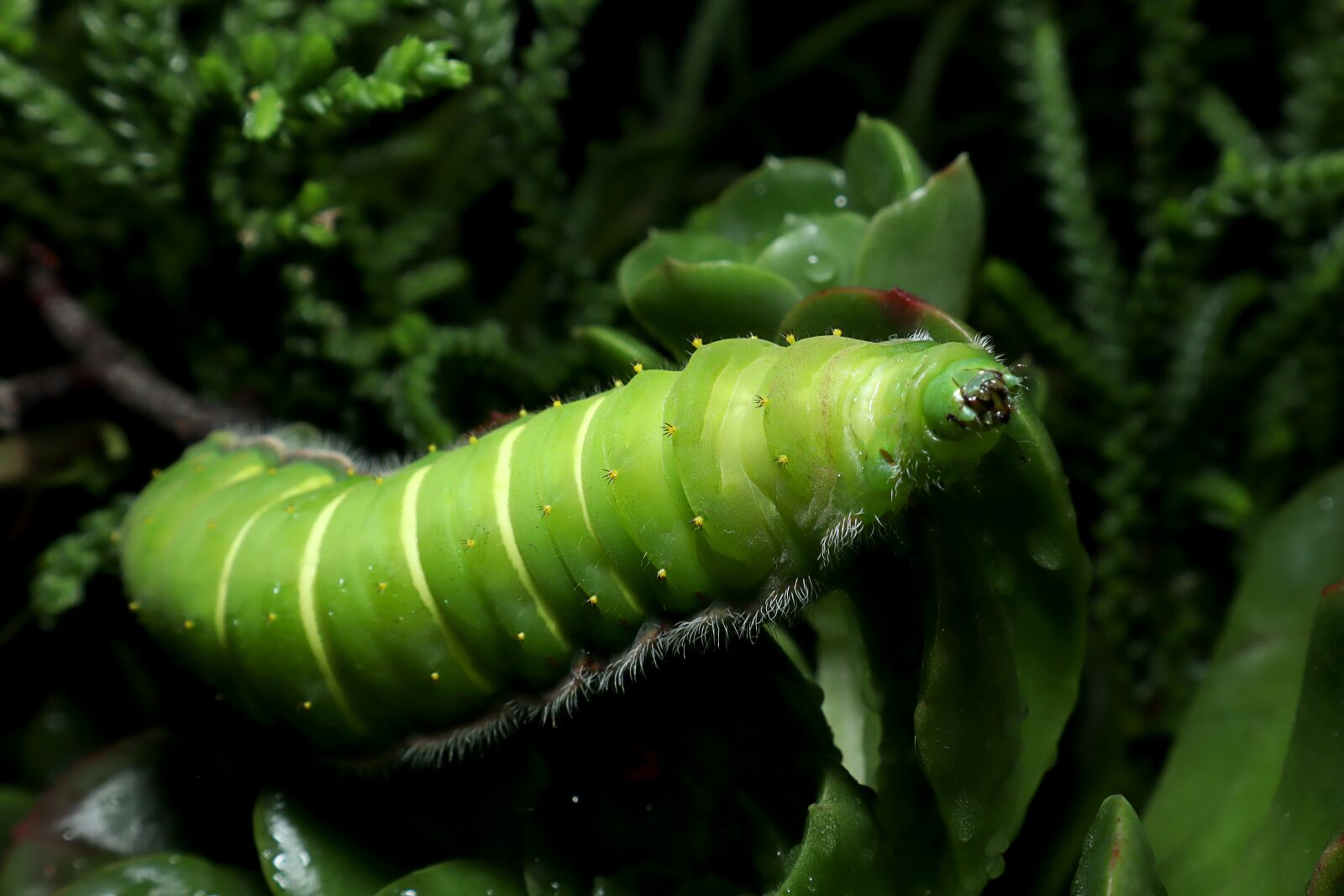 Canon EOS M50 (EOS Kiss M) sample photo. Caterpillar, lepidoptera, insect photography