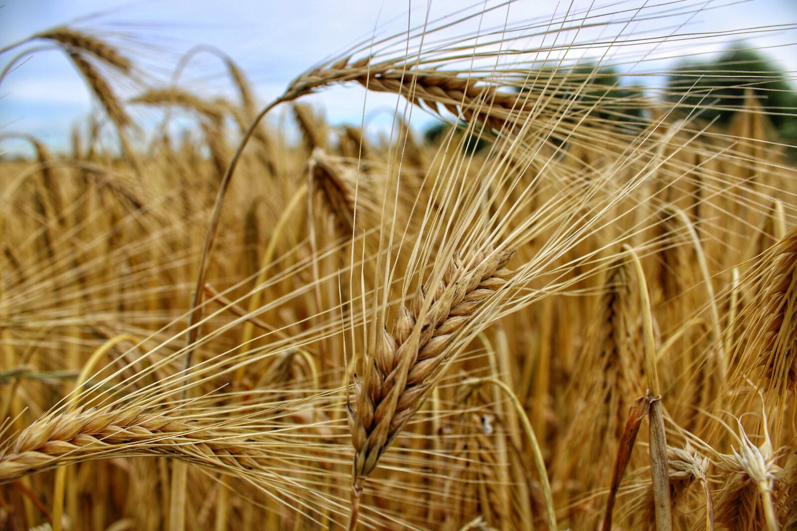 Canon EOS 2000D (EOS Rebel T7 / EOS Kiss X90 / EOS 1500D) sample photo. Cereals, field, nature photography