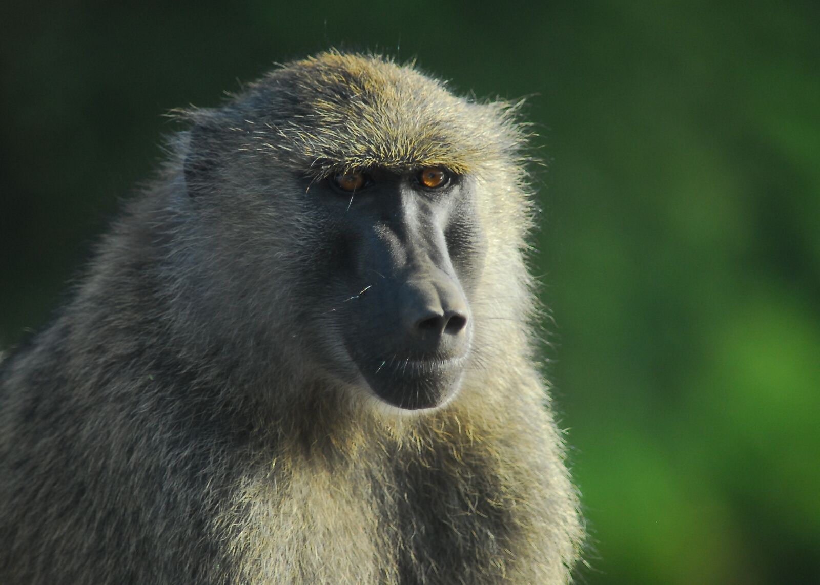 Nikon D200 sample photo. Baboon, samburu, kenya photography