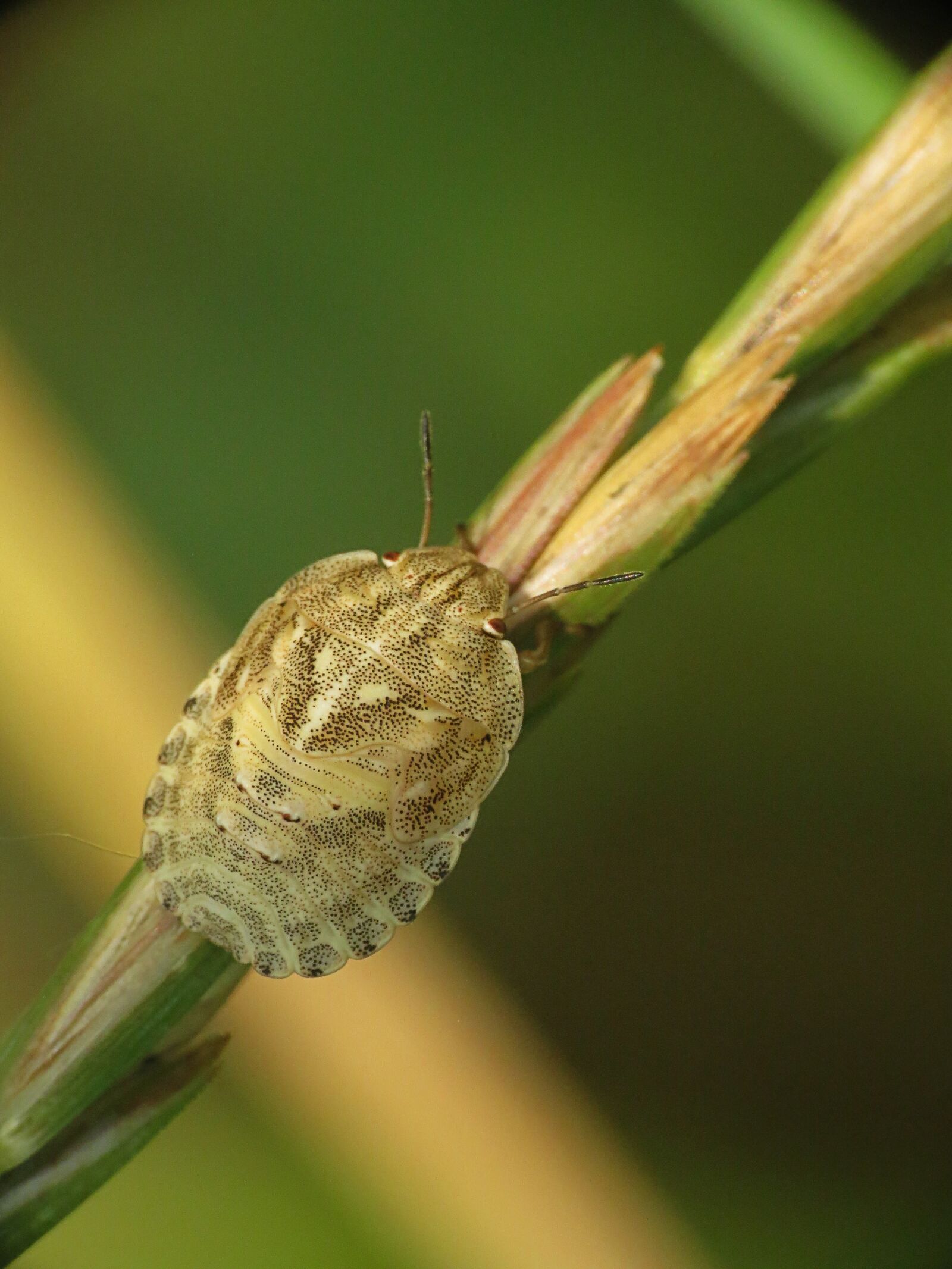4.3 - 150.5 mm sample photo. Insect, grasses, nature photography