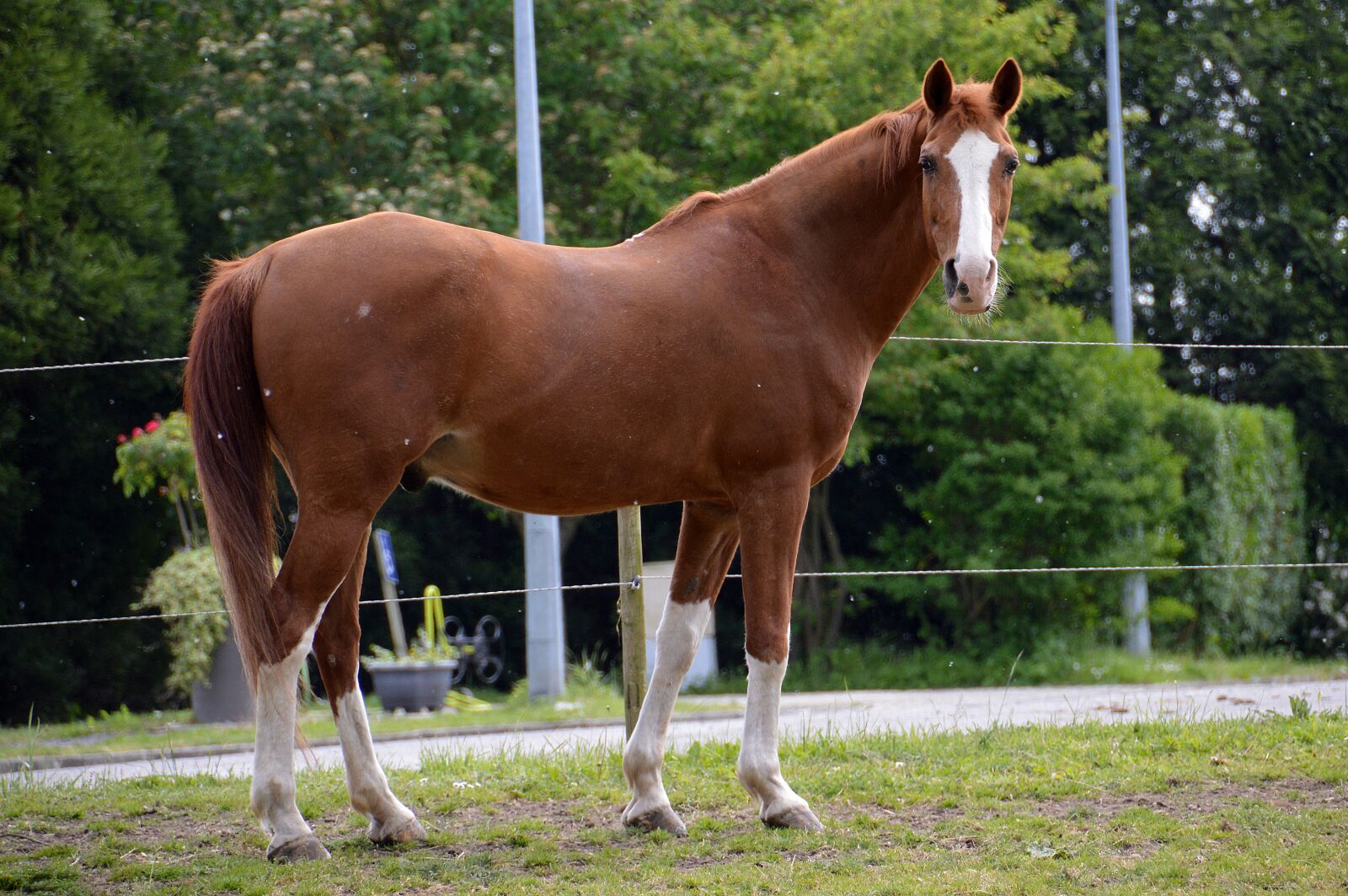 Nikon D3200 sample photo. Horse, equestrian, riding stable photography