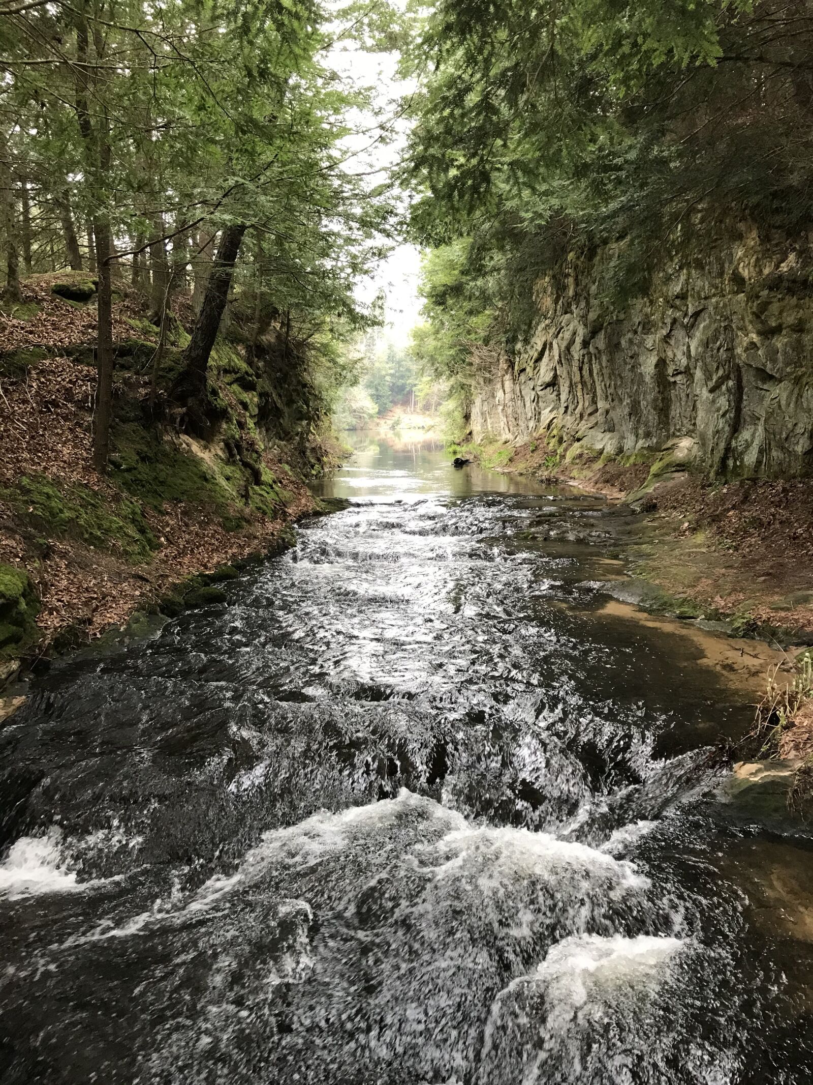 iPhone 7 back camera 3.99mm f/1.8 sample photo. Green, trees, water photography