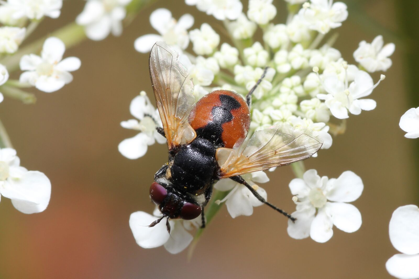 Canon EOS 60D sample photo. Fly, bee, red photography