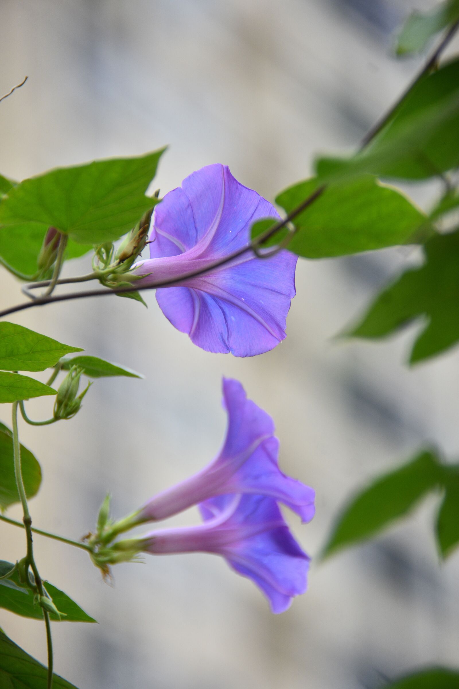 Nikon D7200 sample photo. Flower convolvulus, blooming, purple photography
