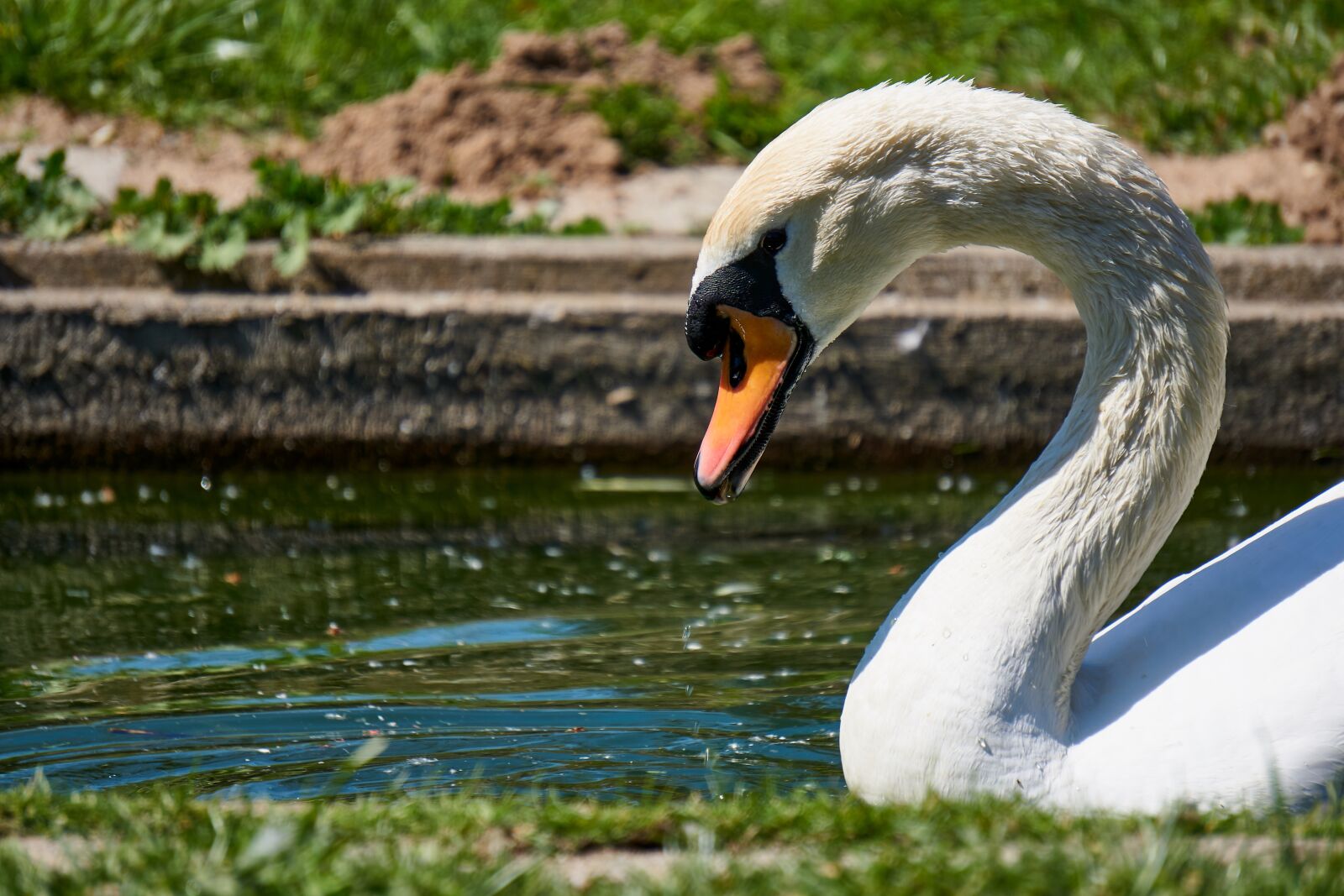 Sony E 55-210mm F4.5-6.3 OSS sample photo. Bird, swan, animal world photography