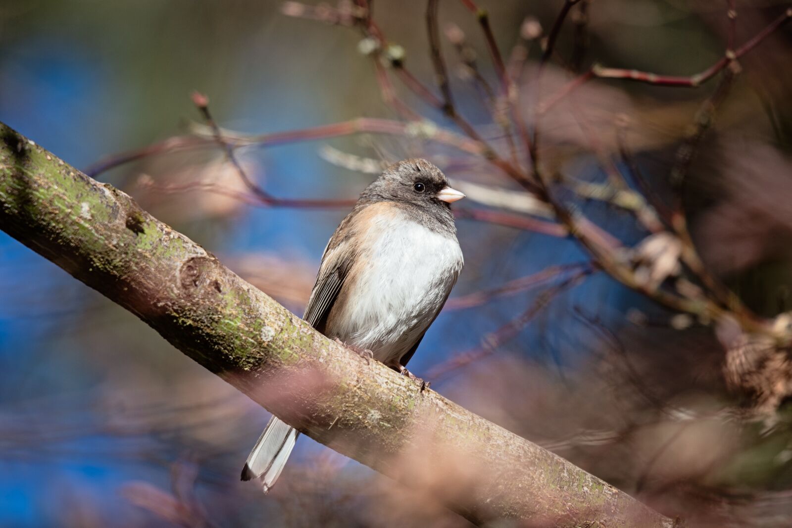 Nikon D500 sample photo. Bird, junco, nature photography