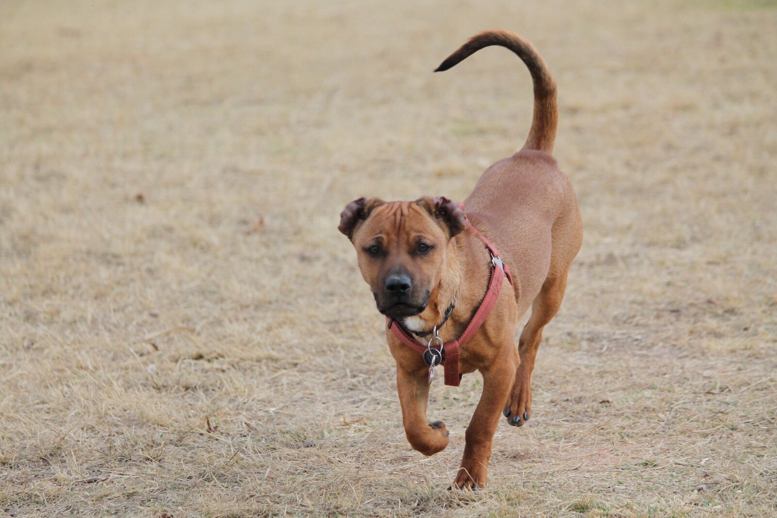 Canon EOS 1100D (EOS Rebel T3 / EOS Kiss X50) sample photo. Dog, tan, run photography