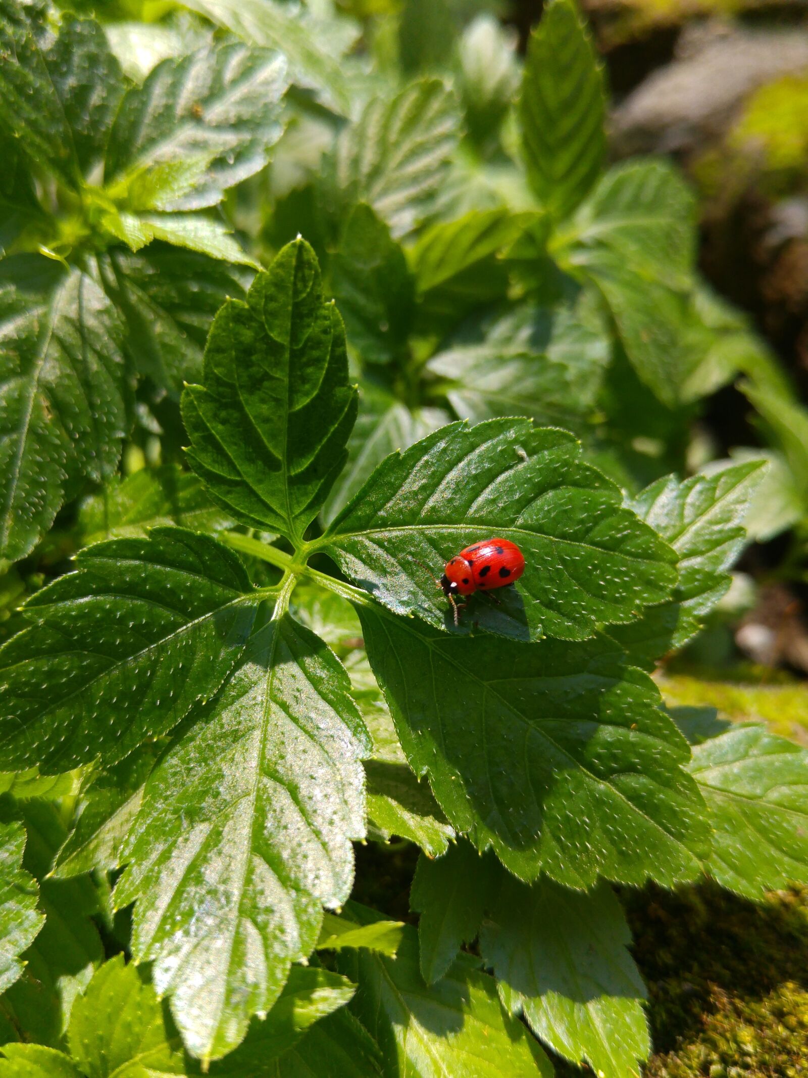 LG G4 sample photo. Ladybug, leaf photography
