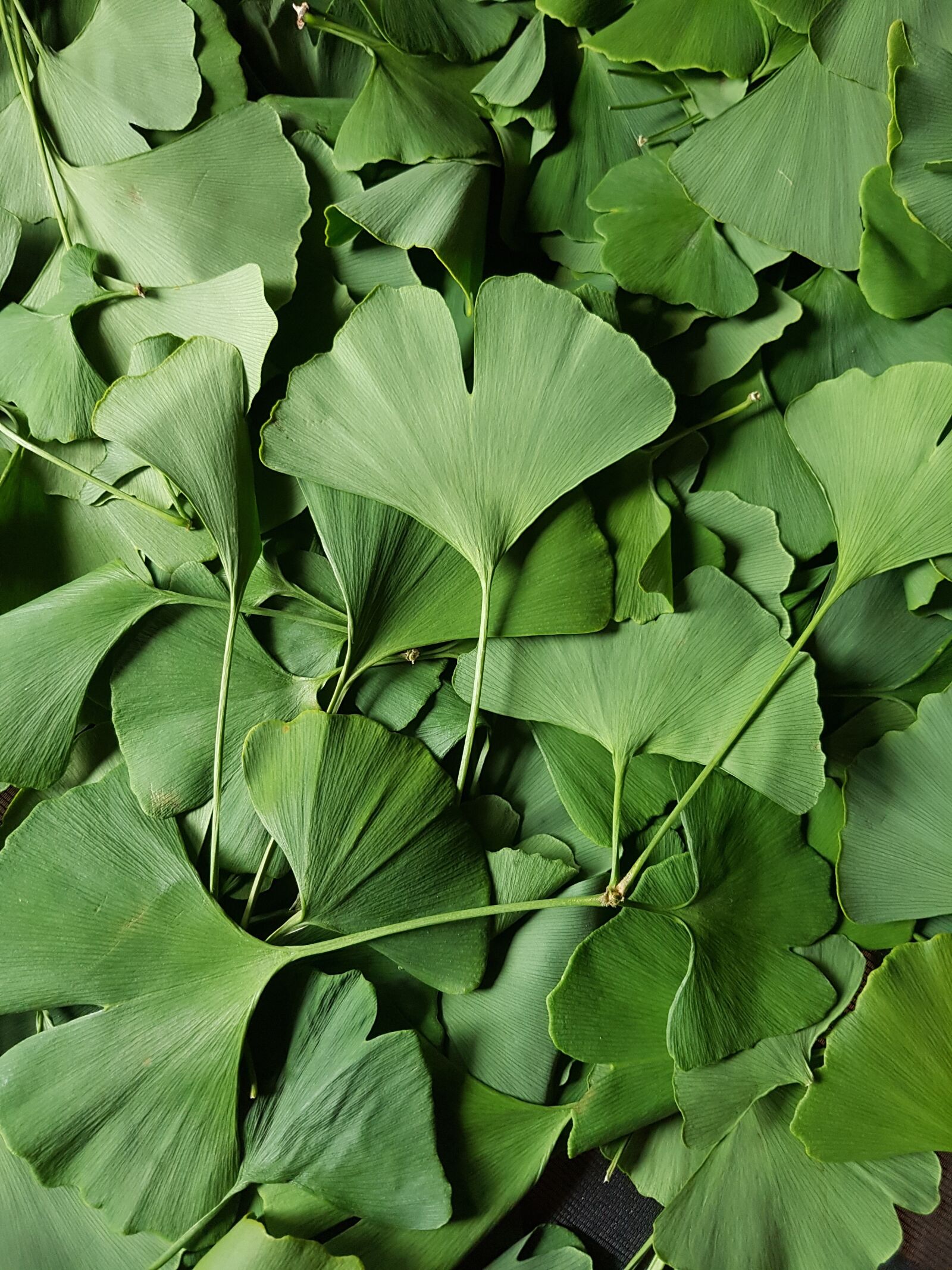 Samsung Galaxy S7 sample photo. Gingko, green, leaves photography