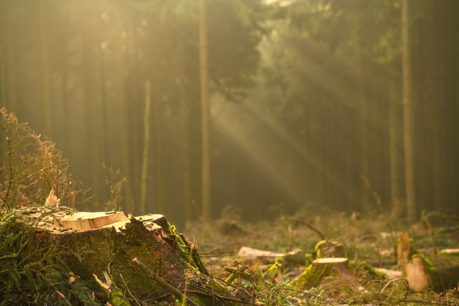 Tamron 28-300mm F3.5-6.3 Di VC PZD sample photo. Forest, sunbeam, tree stump photography