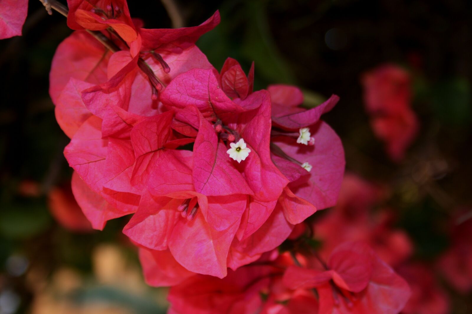 Canon EOS 400D (EOS Digital Rebel XTi / EOS Kiss Digital X) sample photo. Pink, deep, flowers photography