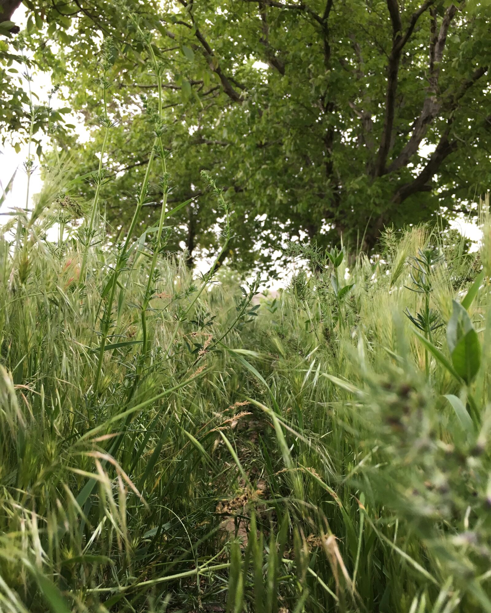 Apple iPhone 6s sample photo. Foot, path, gardens, grass photography