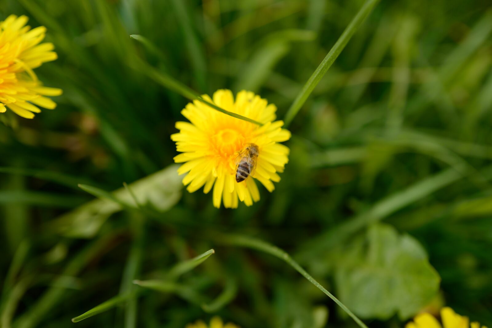 Leica Q (Typ 116) sample photo. Dandelion, yellow, nature photography