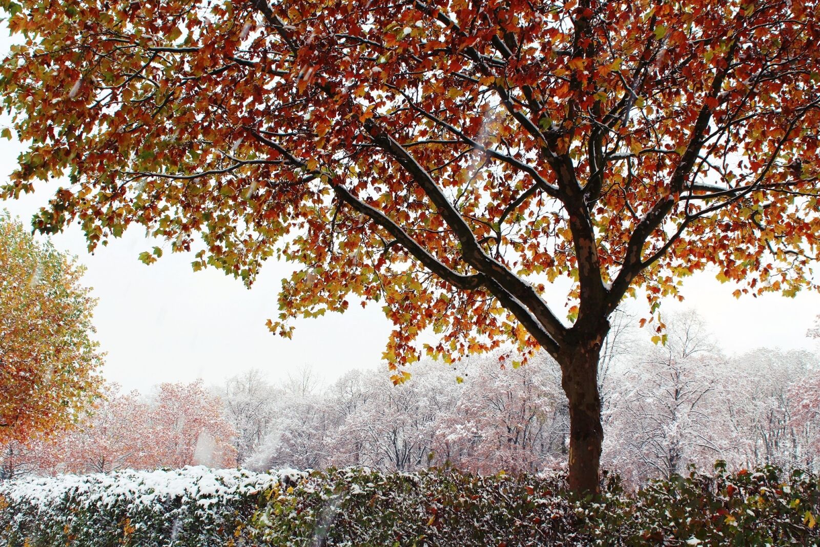Canon EOS 1200D (EOS Rebel T5 / EOS Kiss X70 / EOS Hi) sample photo. Tree, autumn, winter photography