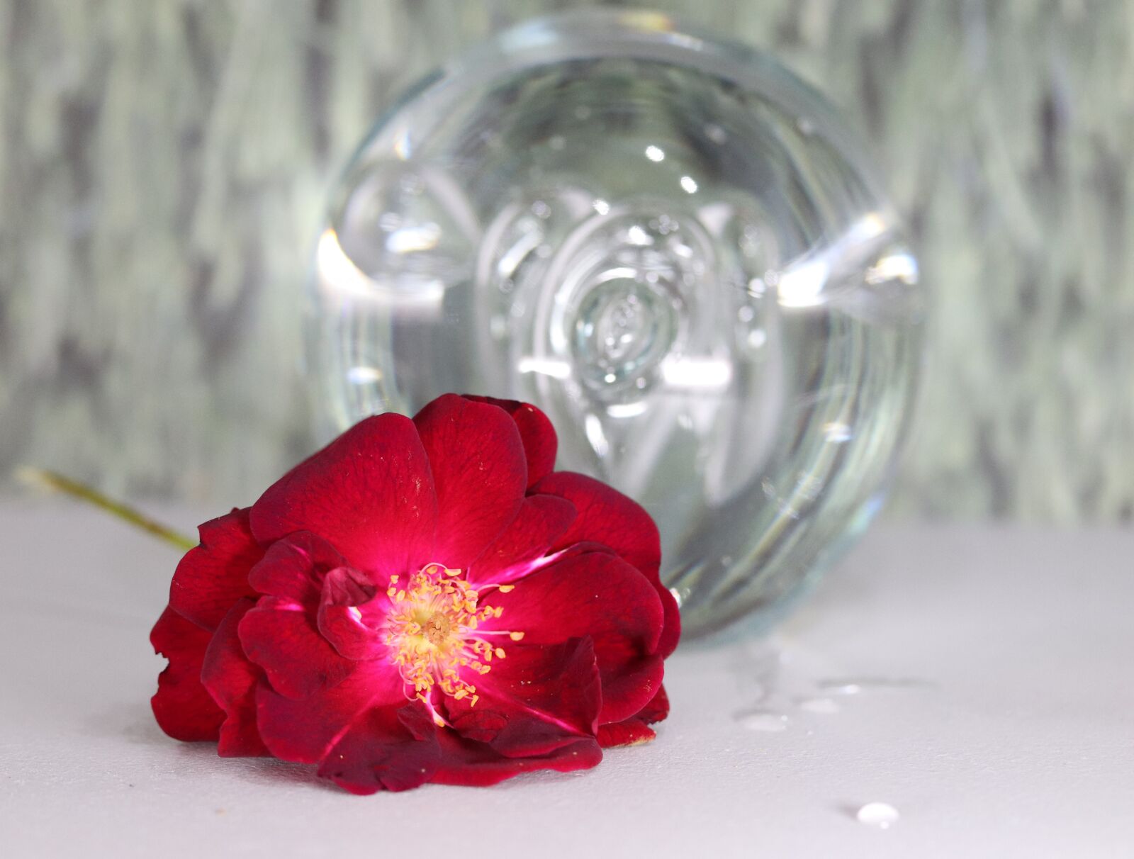 Canon EF-S 60mm F2.8 Macro USM sample photo. Flower, red, rose photography