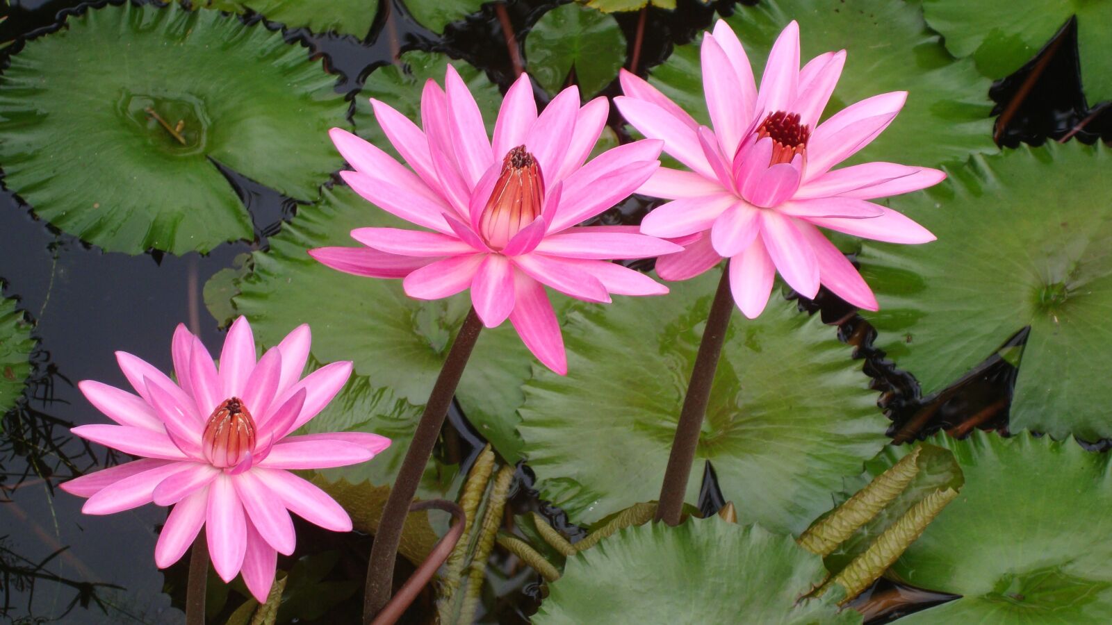 Sony Cyber-shot DSC-W300 sample photo. Lotus, india, flower photography