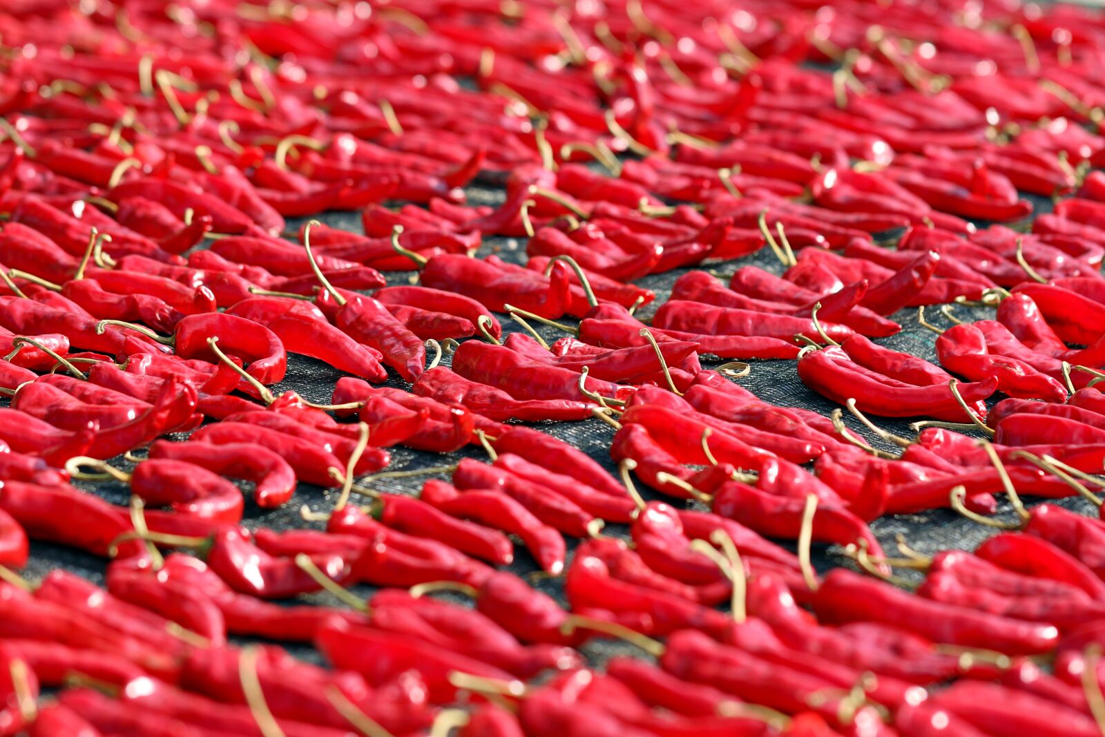 Canon EOS 7D Mark II + Canon EF 100mm F2.8L Macro IS USM sample photo. Pepper, chili pepper, harvest photography