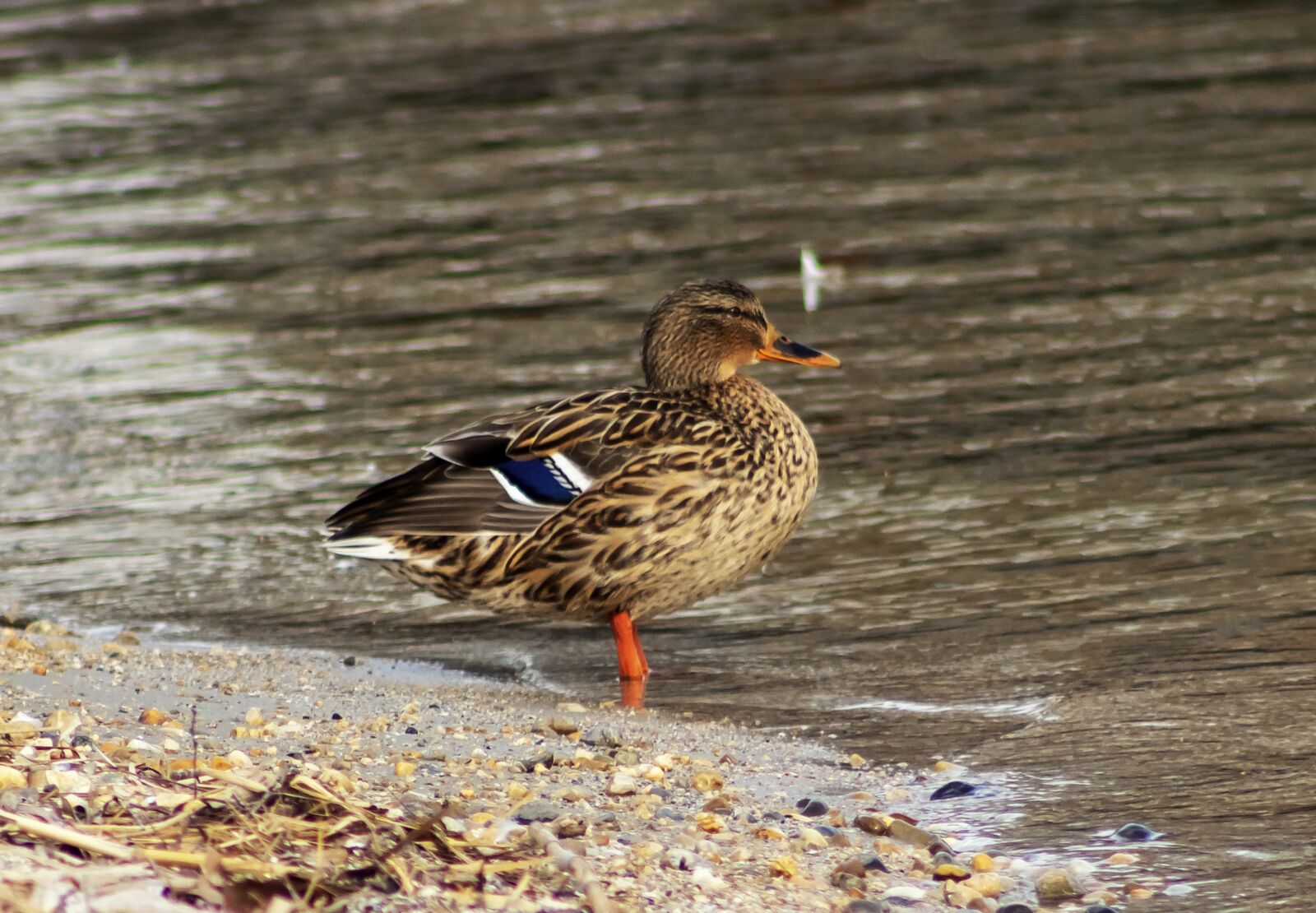 Canon EF75-300mm f/4-5.6 sample photo. Mallard duck, teal, duck photography