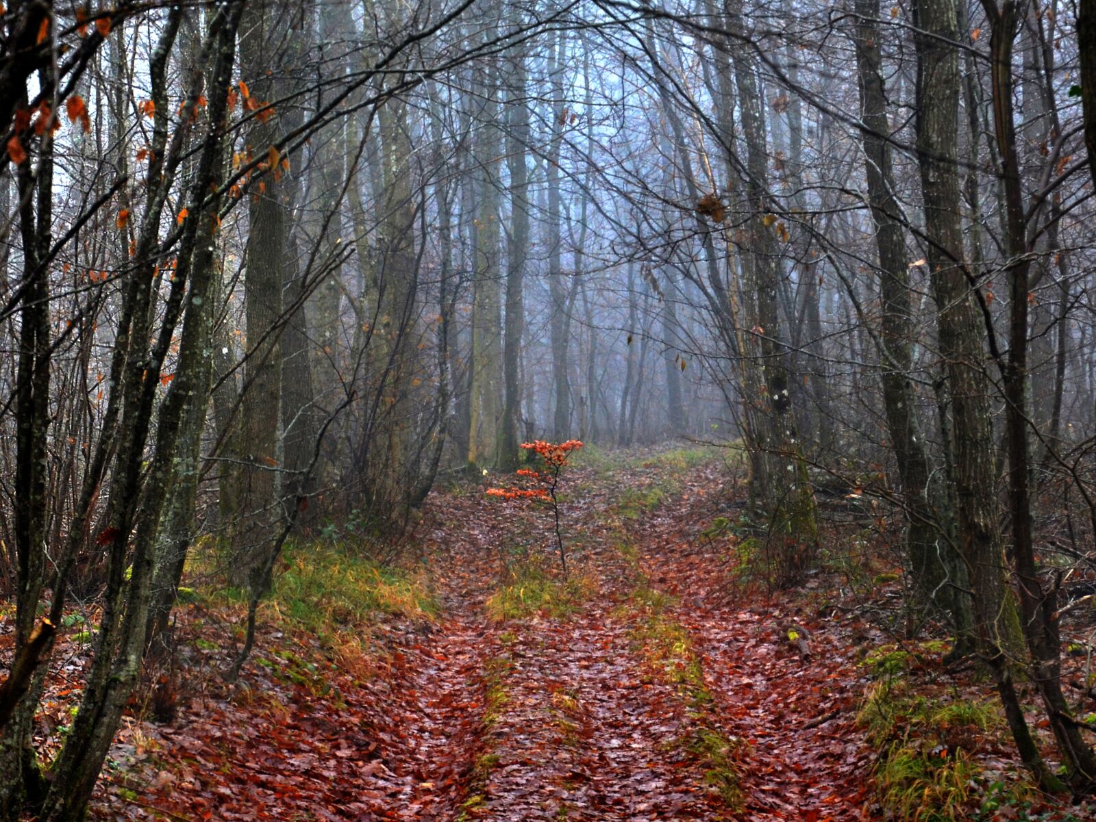 Nikon D5100 sample photo. Forest, fog, dusk photography