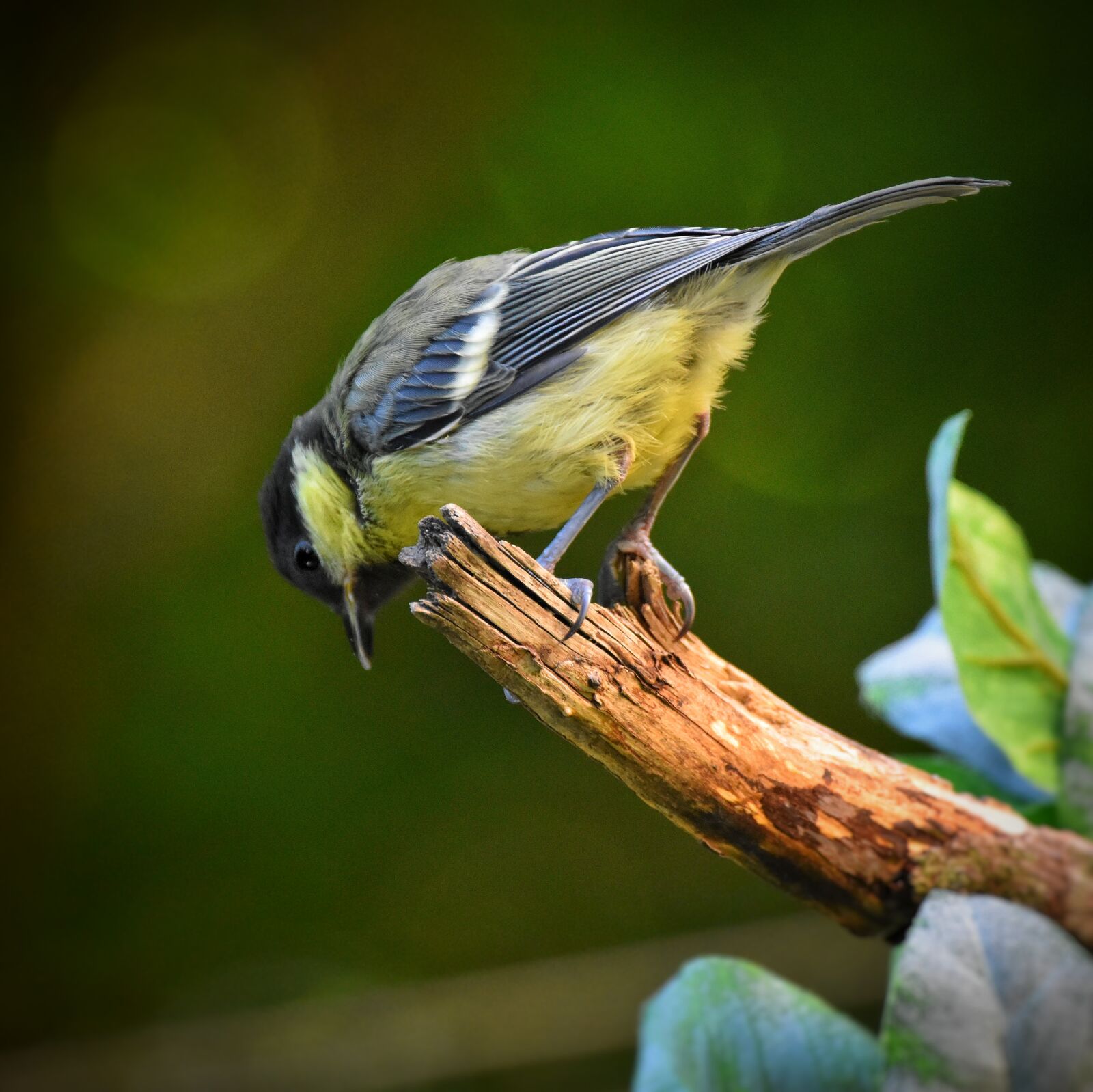 Nikon D3500 sample photo. Tit, bird, nature photography