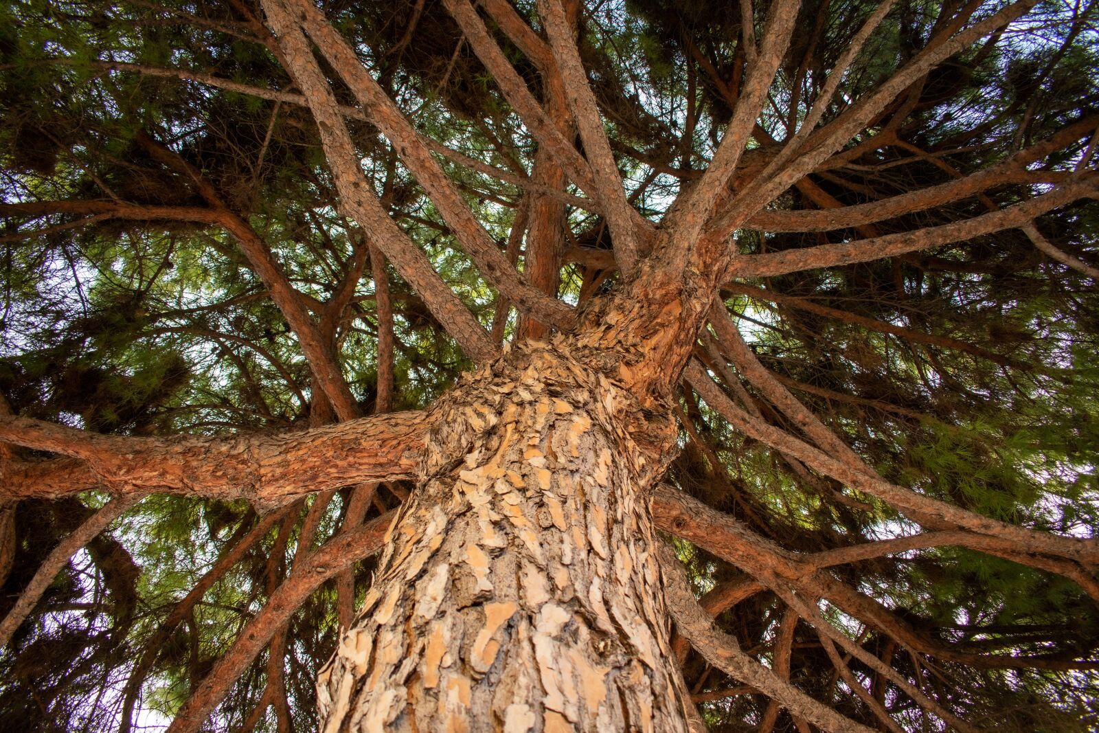 Nikon D5600 sample photo. Tree, plant, forest photography