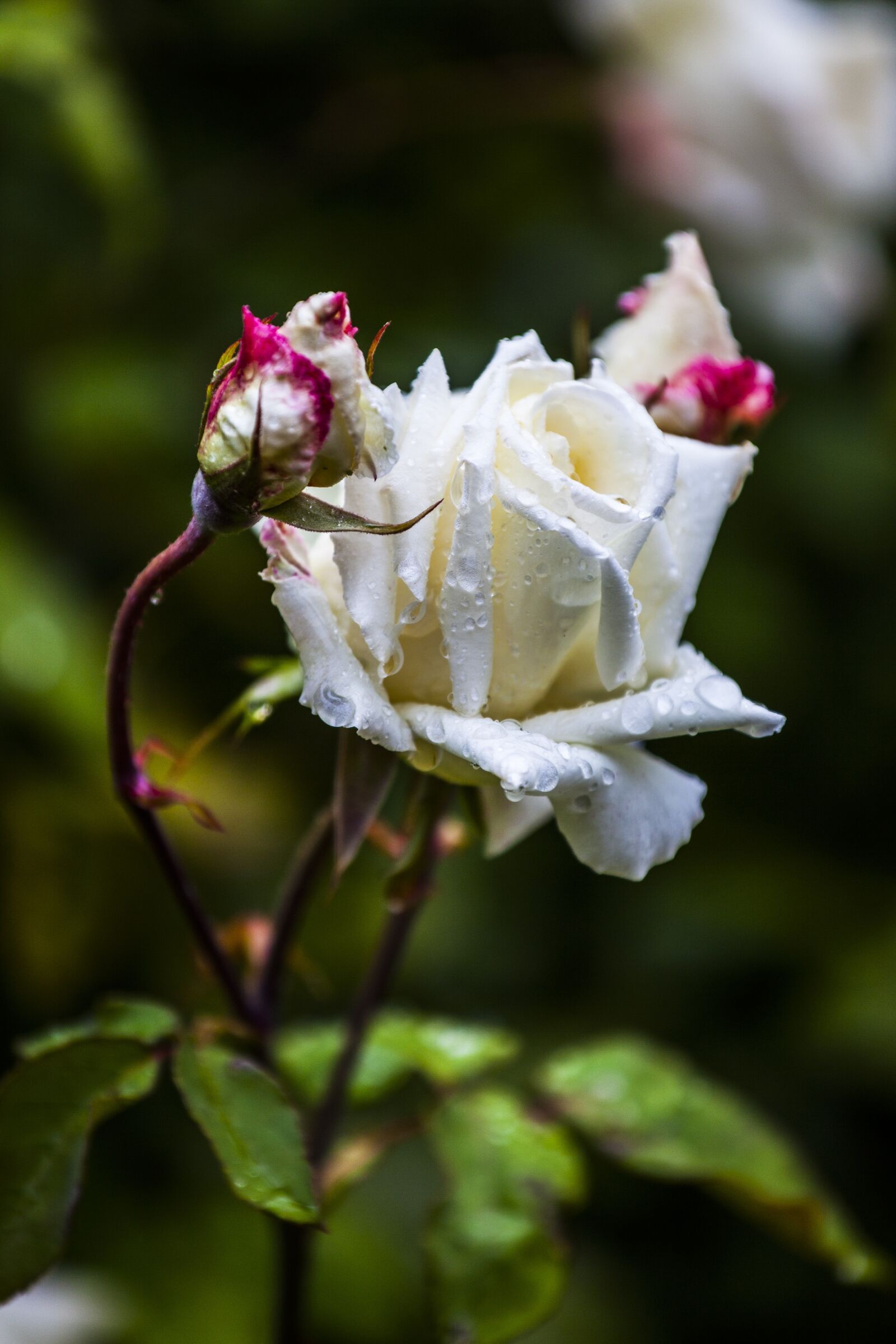 Canon EOS 5D Mark II + Canon EF 70-200mm F4L IS USM sample photo. Flower, rose, white photography