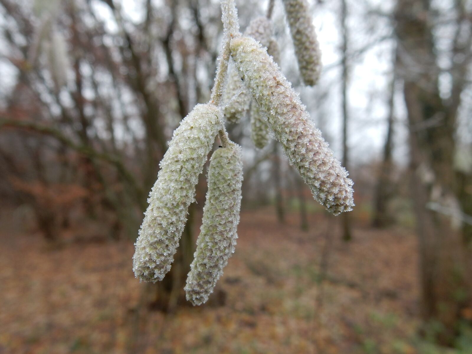 Nikon Coolpix S9900 sample photo. Forest, winter, hazel photography