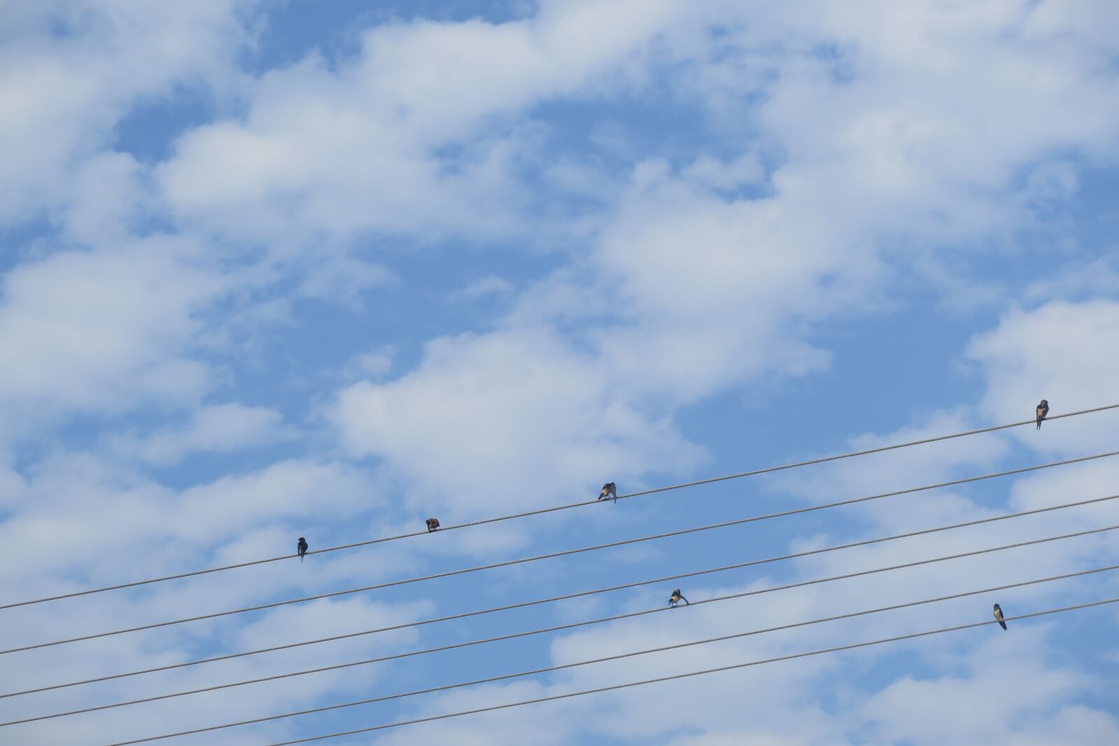 Canon PowerShot G16 sample photo. Blue sky, cure, birds photography