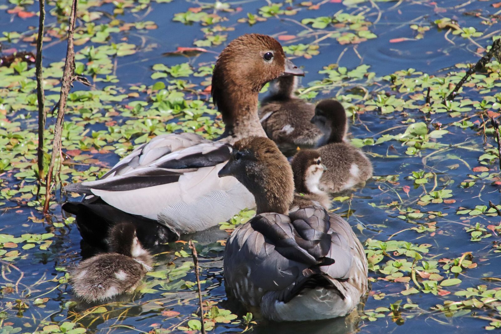 Canon EOS 800D (EOS Rebel T7i / EOS Kiss X9i) sample photo. Ducks, birds, poultry photography