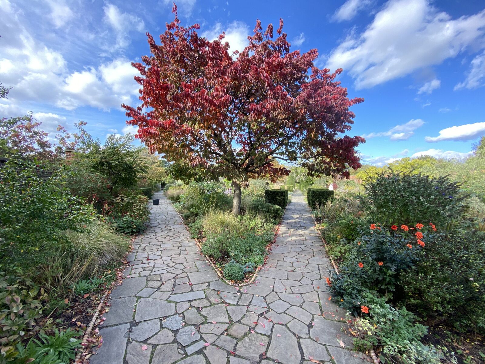 Apple iPhone 11 Pro sample photo. Garden, nature, fall photography
