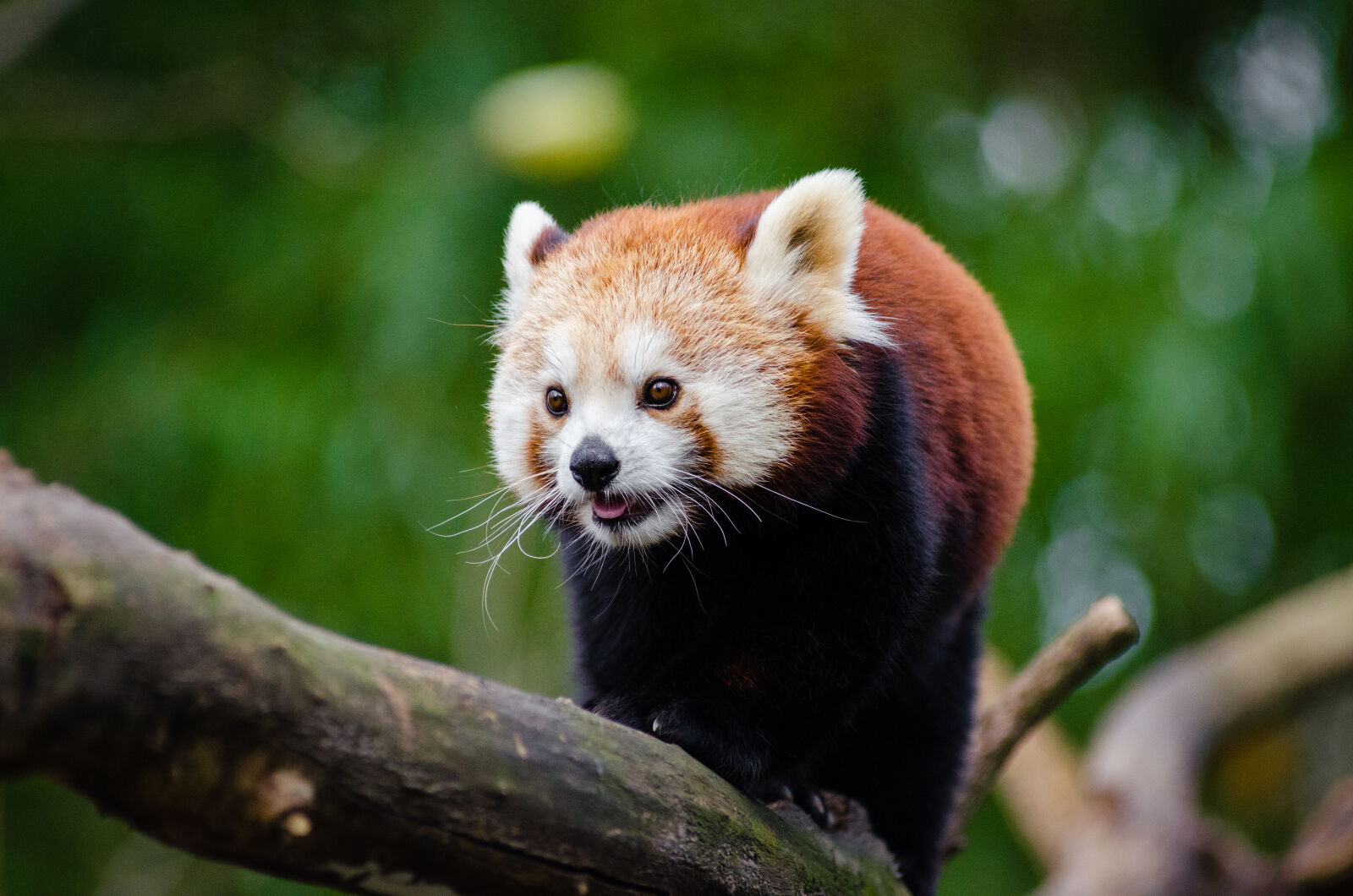 AF Zoom-Nikkor 80-200mm f/2.8 ED sample photo