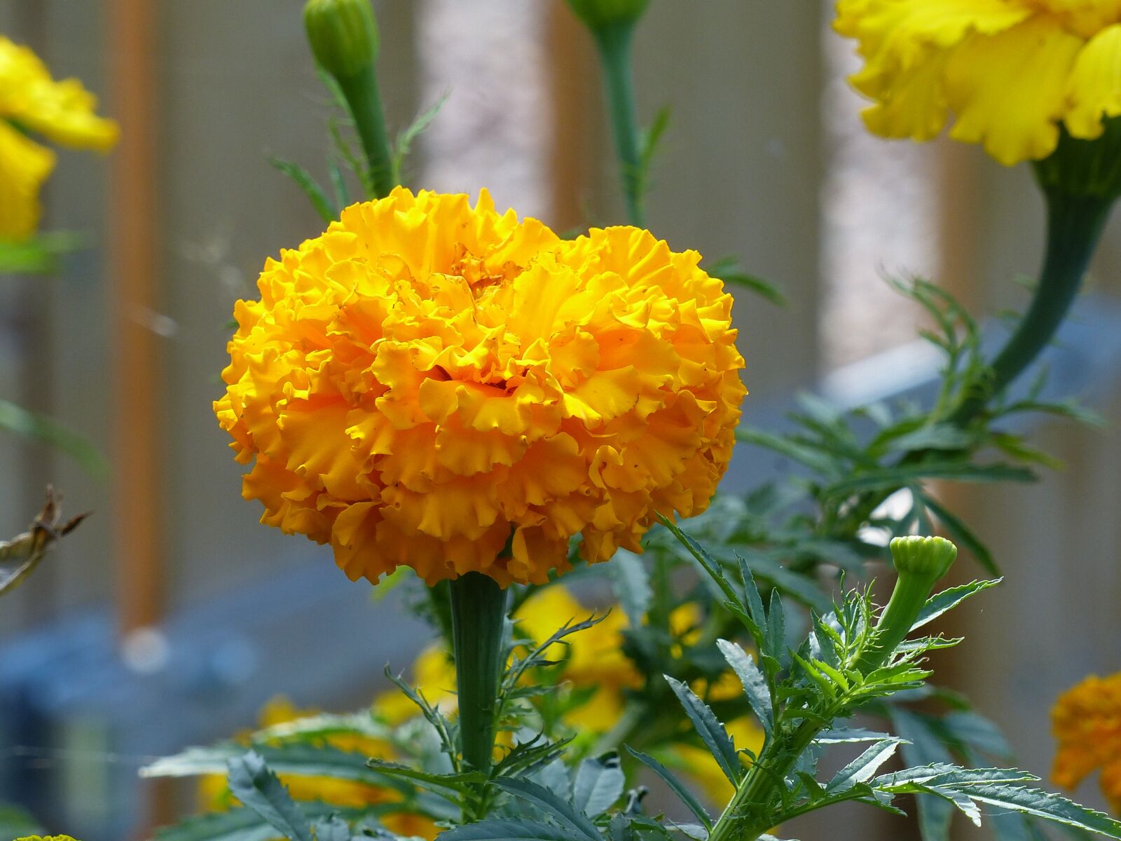 Panasonic Lumix DMC-FZ200 sample photo. Marigolds, summer, garden photography